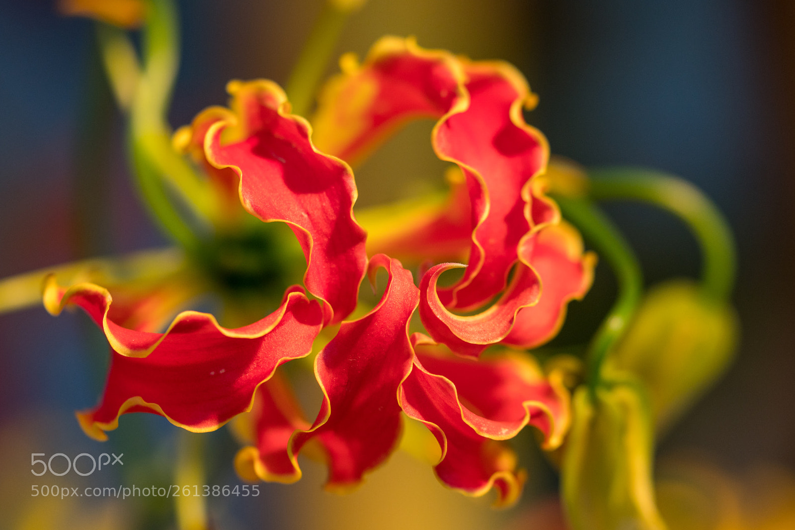 Sony a6300 sample photo. Orchidee photography
