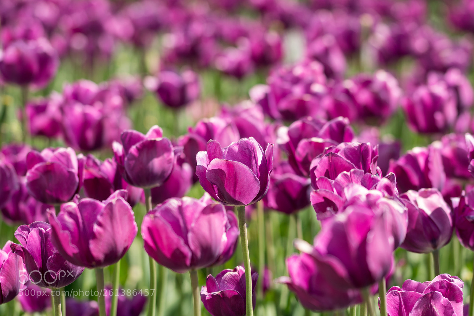 Sony a6300 sample photo. Tulpenmeer photography