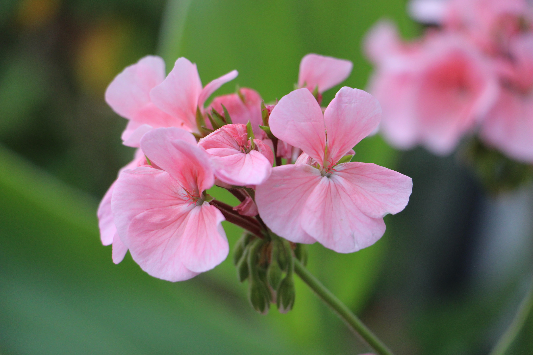 Canon EOS 700D (EOS Rebel T5i / EOS Kiss X7i) sample photo. Img photography