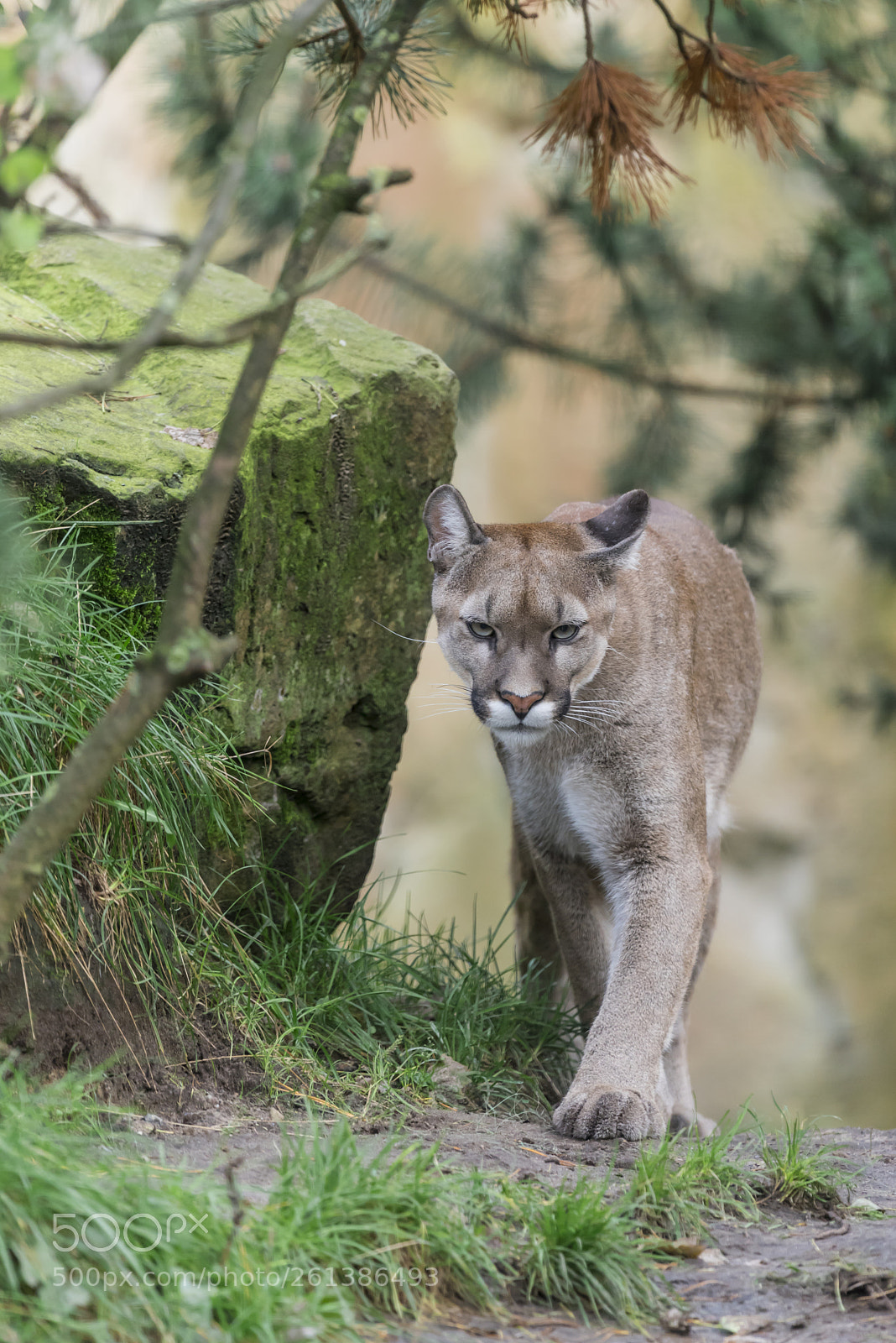 Nikon D810 sample photo. Puma,puma concolor, puma photography