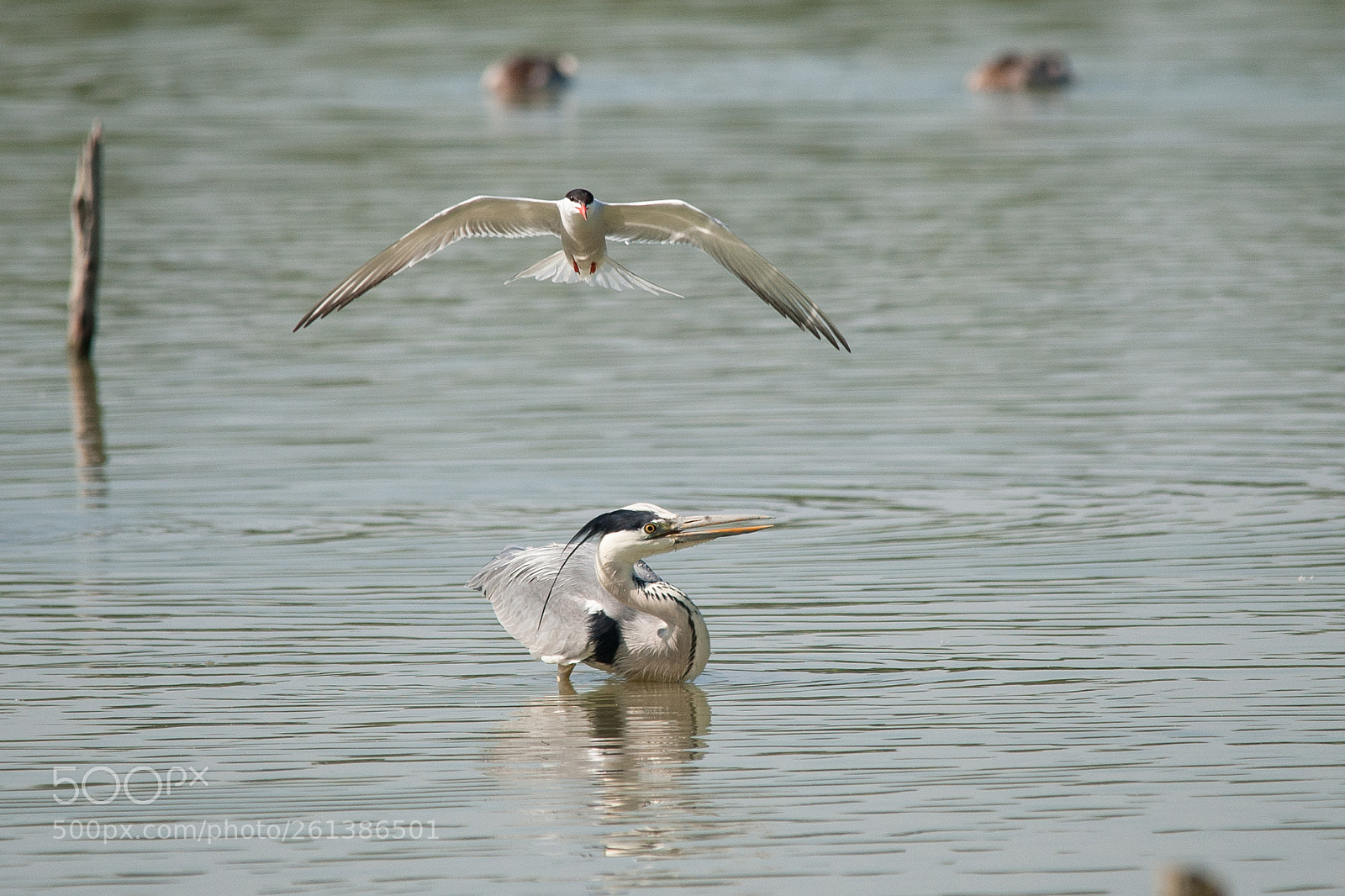 Nikon D700 sample photo. Grey heron and tern photography