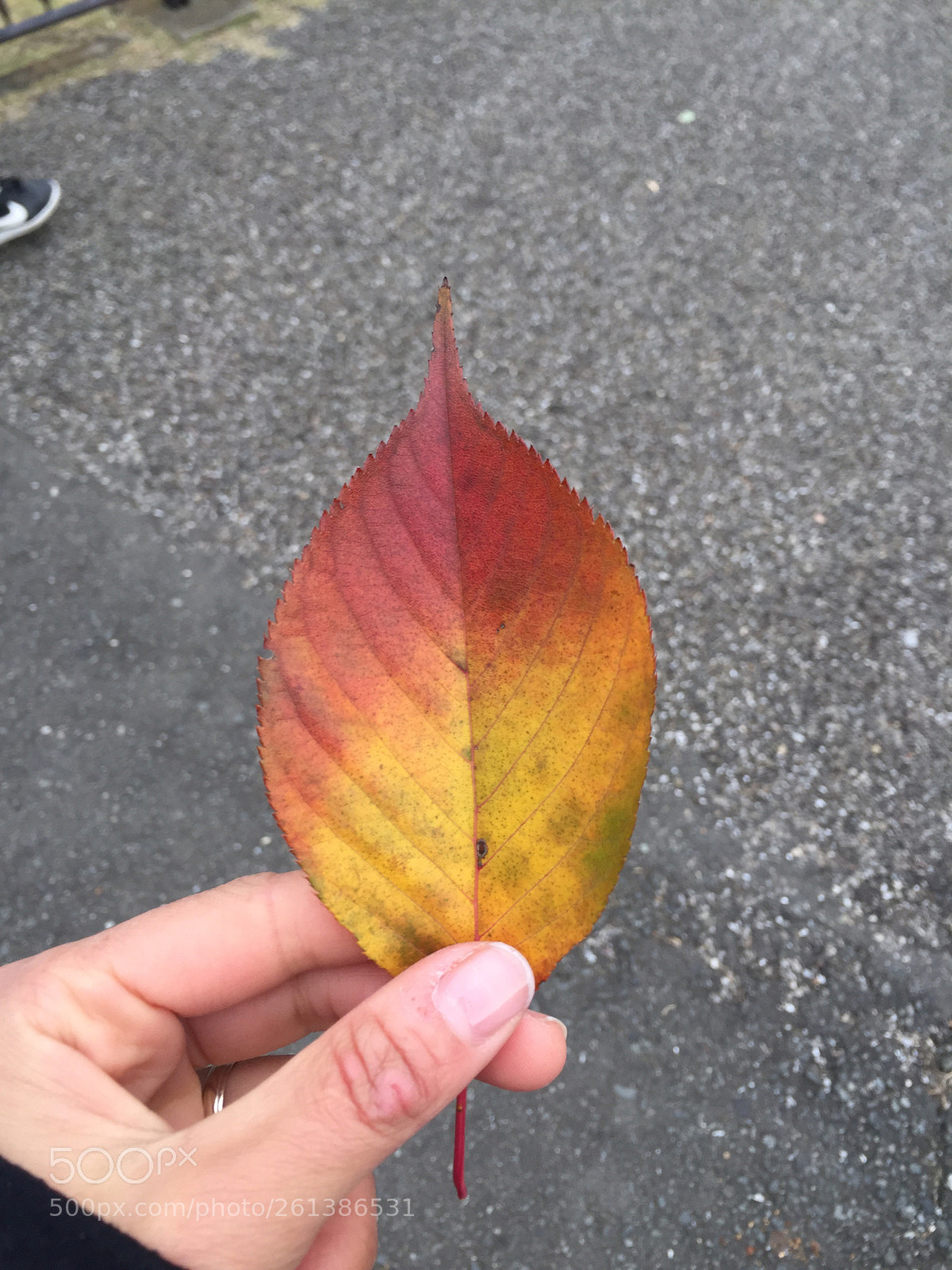 Apple iPhone 6 Plus sample photo. Untitled photography