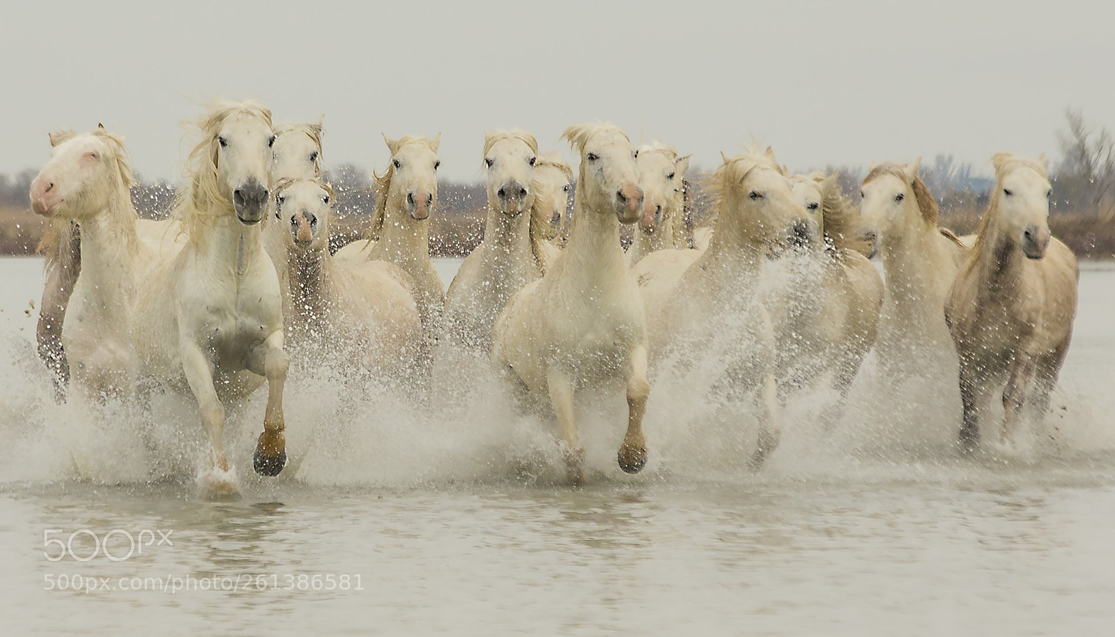 Canon EOS-1D X sample photo. Galloping in the shallows photography