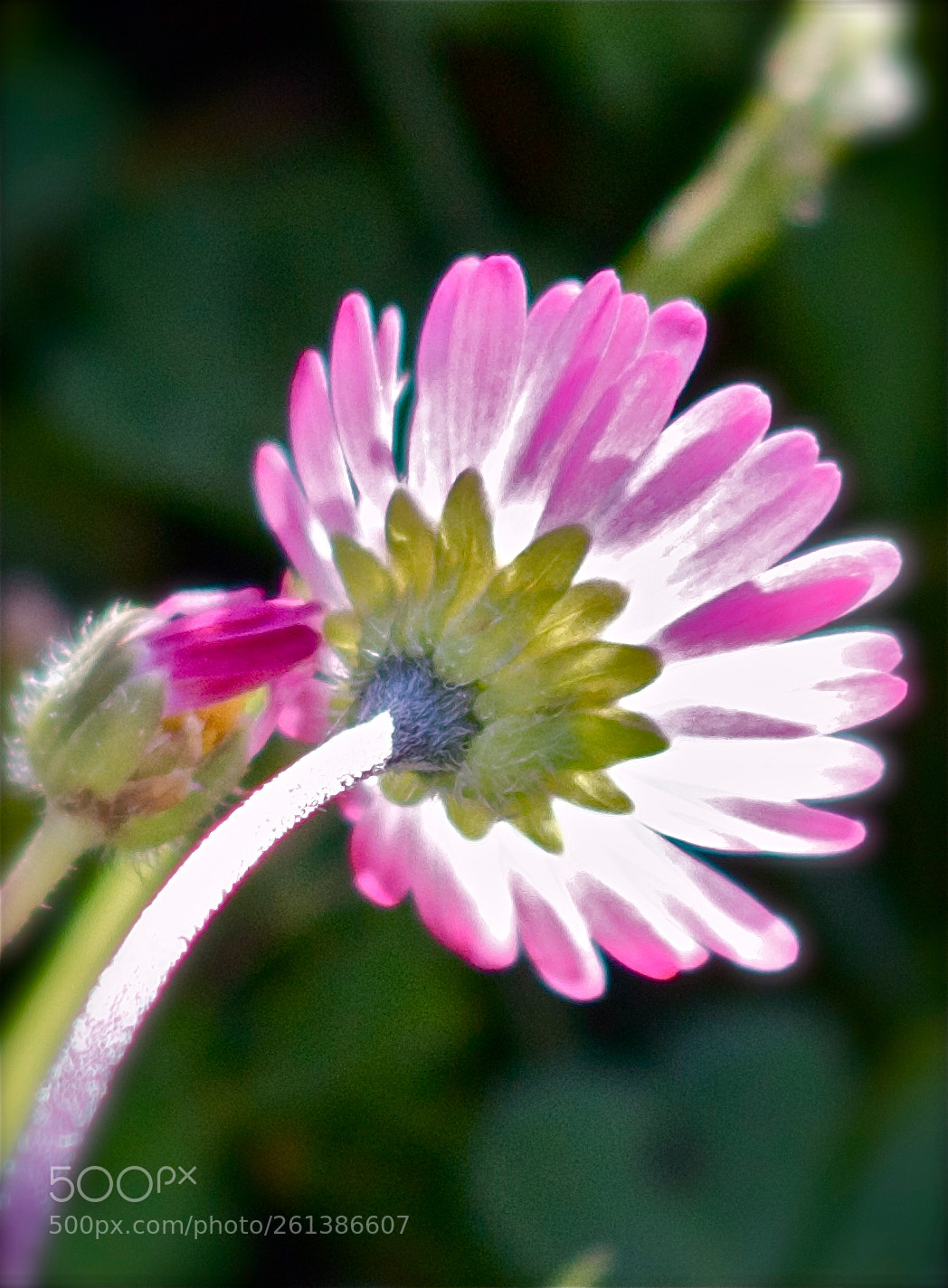 Canon EOS 550D (EOS Rebel T2i / EOS Kiss X4) sample photo. Flore photography