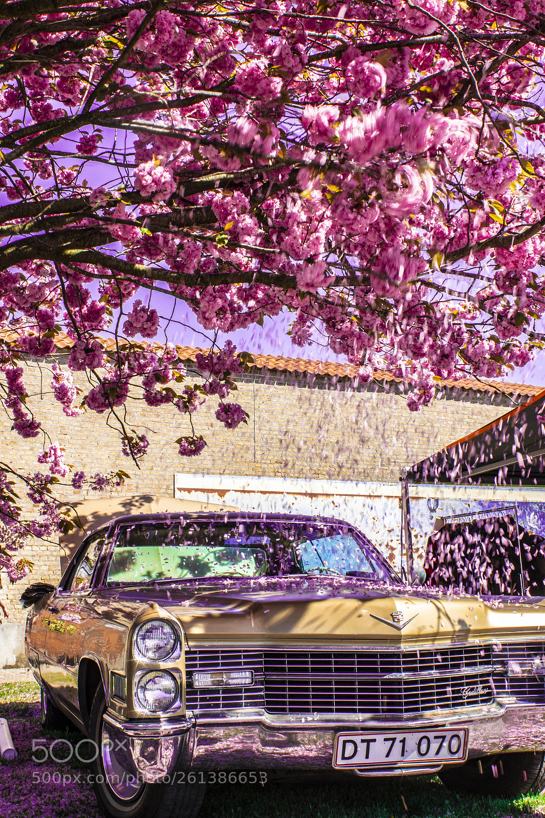 Canon EOS 70D sample photo. Cherry tree photography