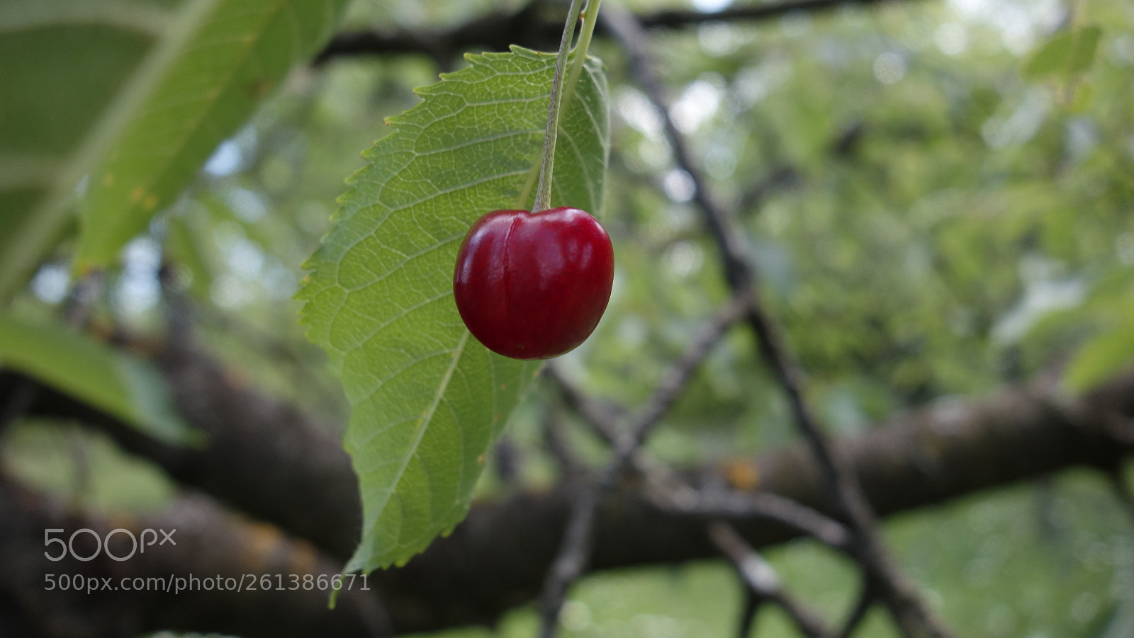 Sony Cyber-shot DSC-RX100 sample photo. Cherry photography