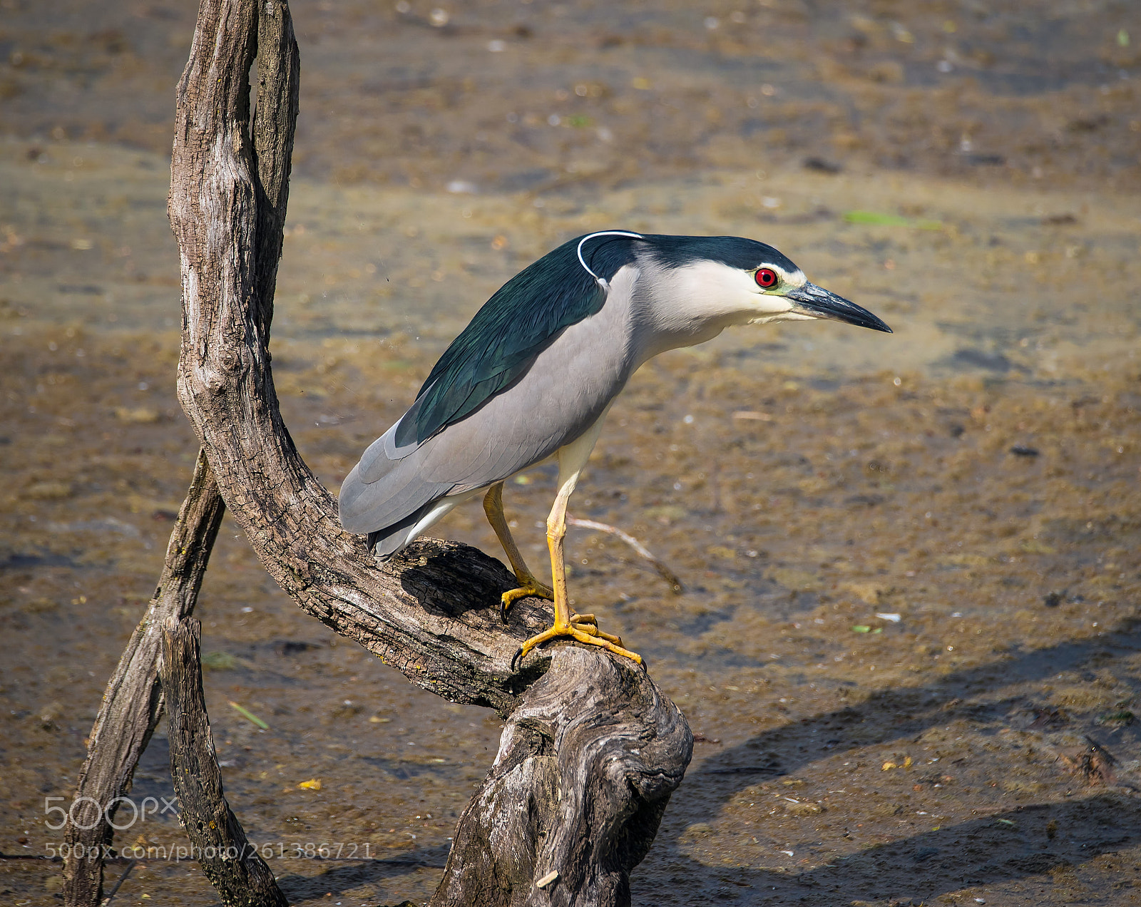 Canon EOS-1D X Mark II sample photo. Nitticora photography