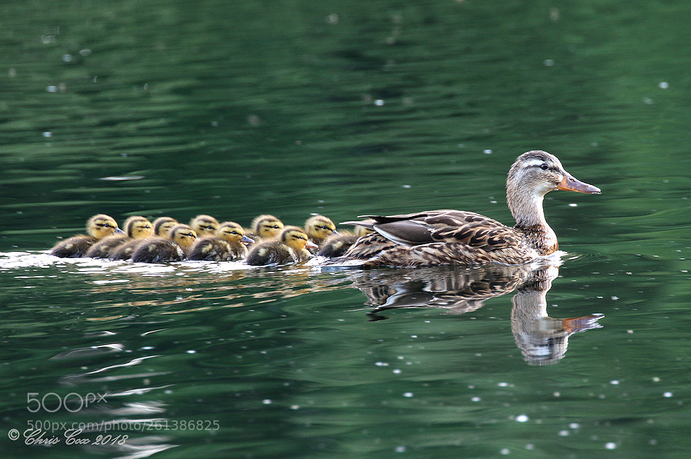 Canon EOS 7D Mark II sample photo. Family outing photography