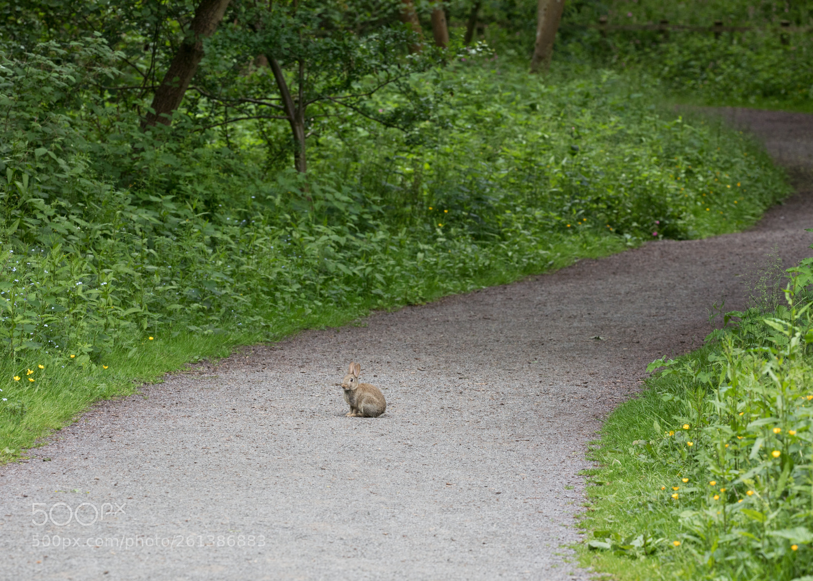 Canon EOS 5D Mark IV sample photo. Rabbit's path photography