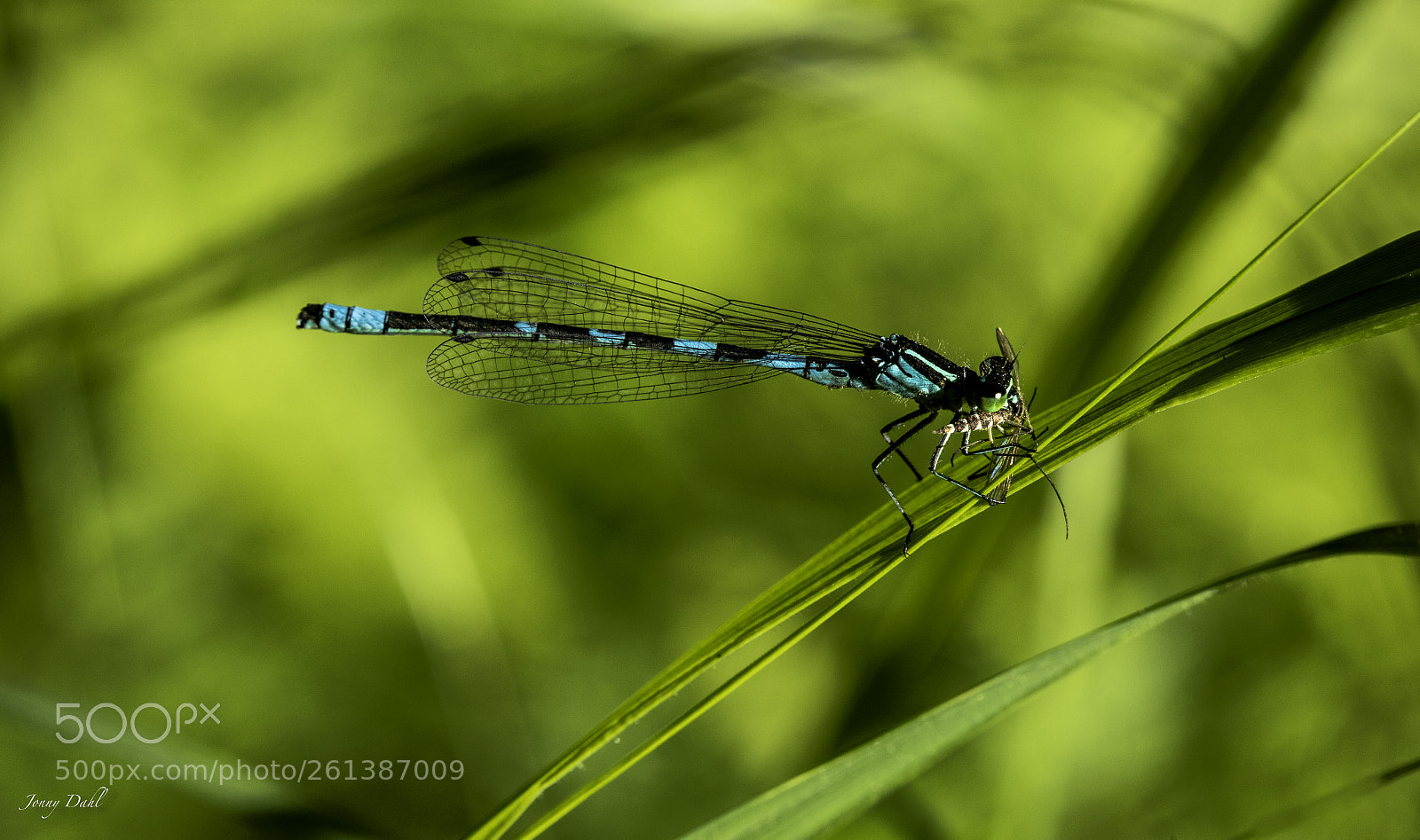 Canon EOS 5D Mark IV sample photo. Coenagrion photography