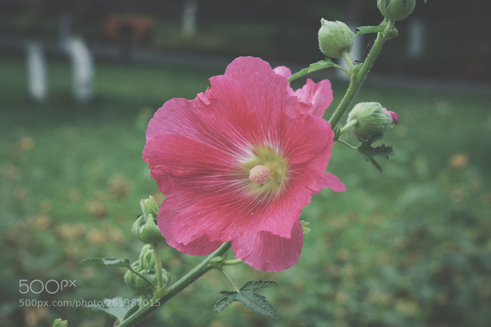 Nikon D3400 sample photo. Untitled photography
