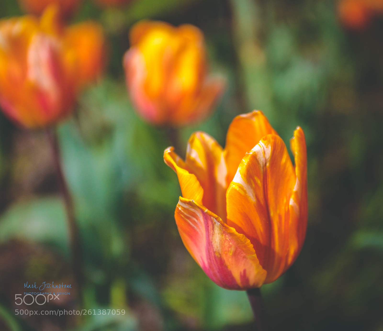 Canon EOS 6D sample photo. Summer flowers photography