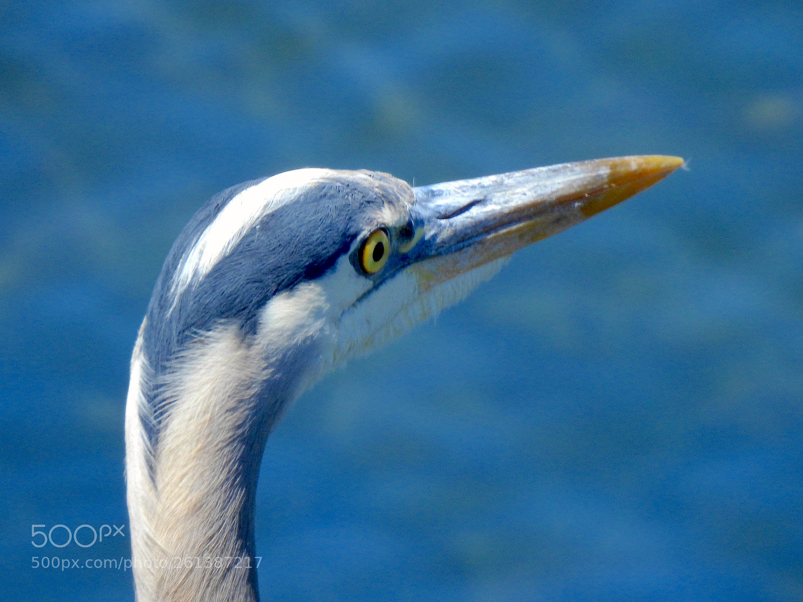 Nikon Coolpix P900 sample photo. Heron photography