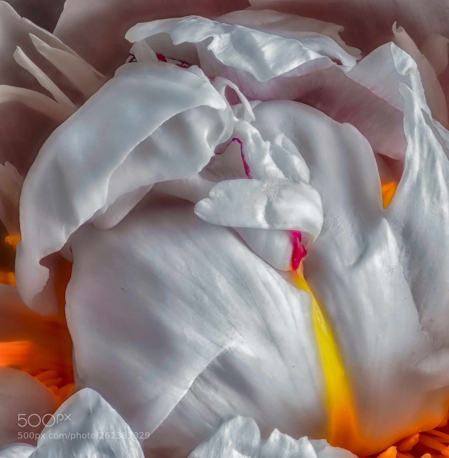 Nikon D810 sample photo. The fire inside photography