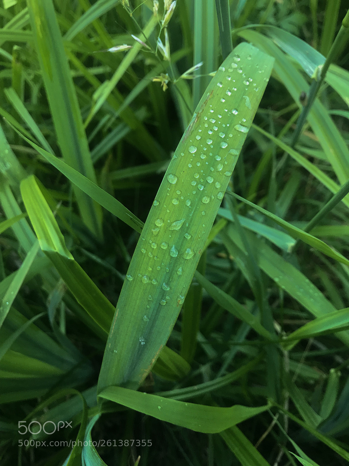 Apple iPhone 7 sample photo. Untitled photography