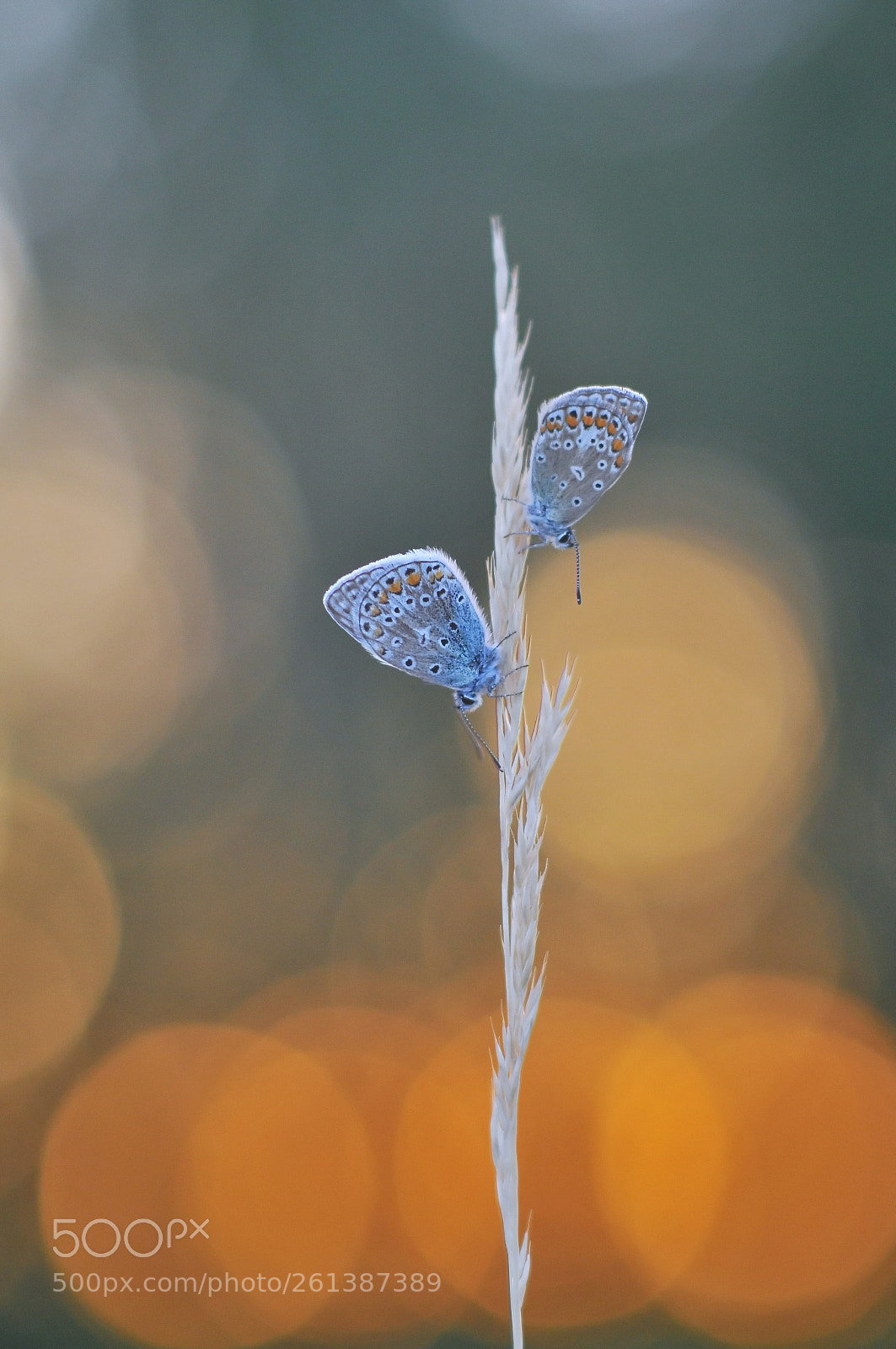 Nikon D300 sample photo. *** photography
