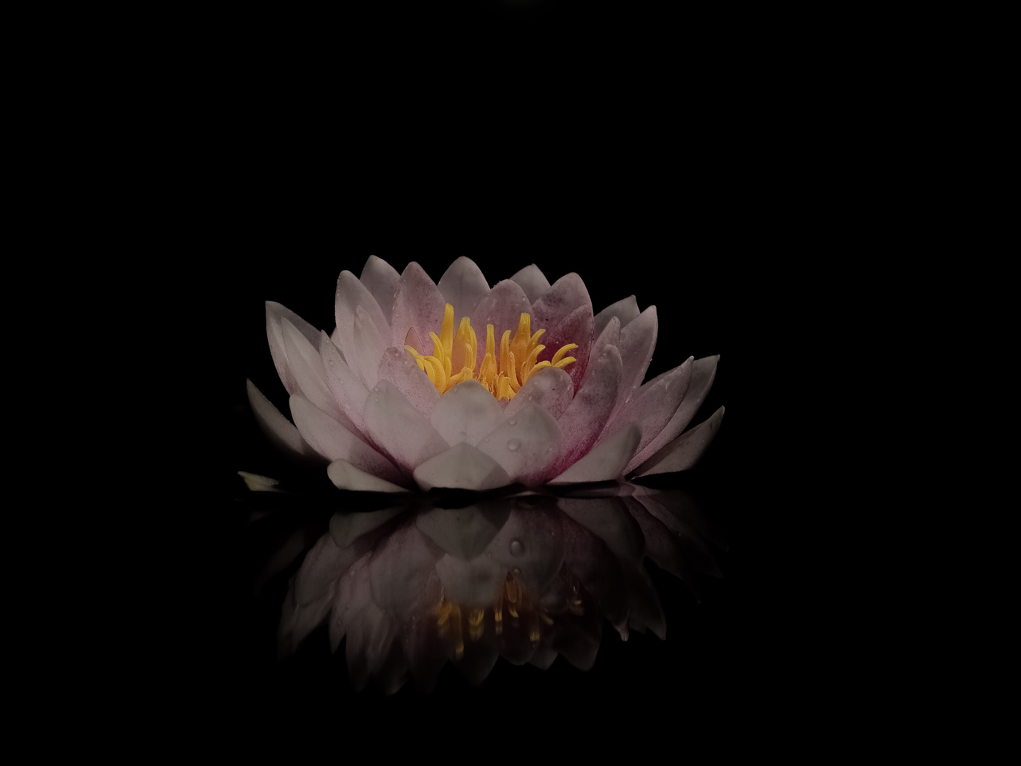 Olympus PEN E-PM2 sample photo. Waterlily pt 2 photography