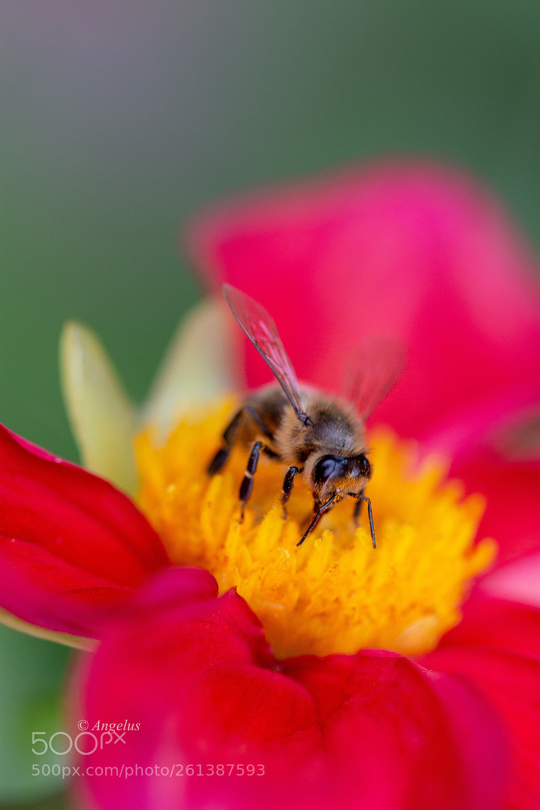 Canon EOS 70D sample photo. Nature  photography