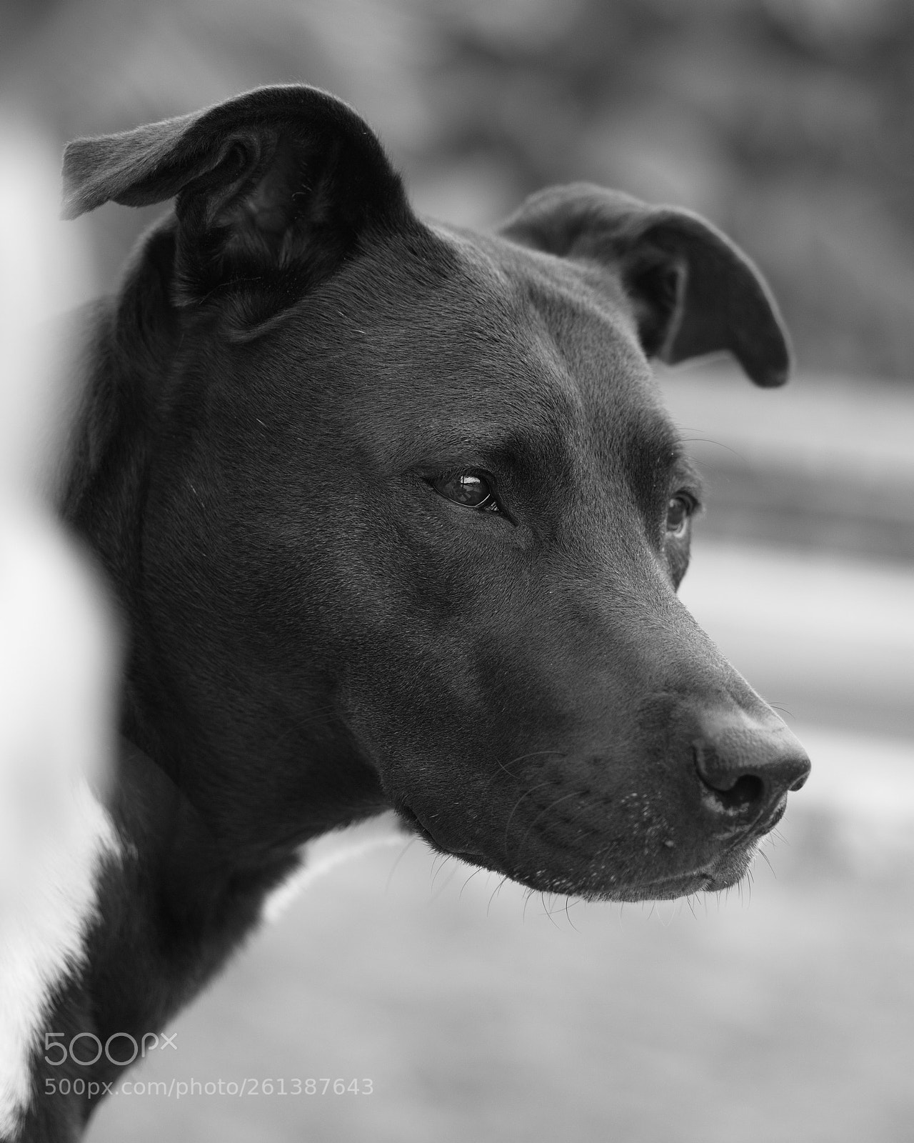 Nikon D810 sample photo. Dayna bw photography