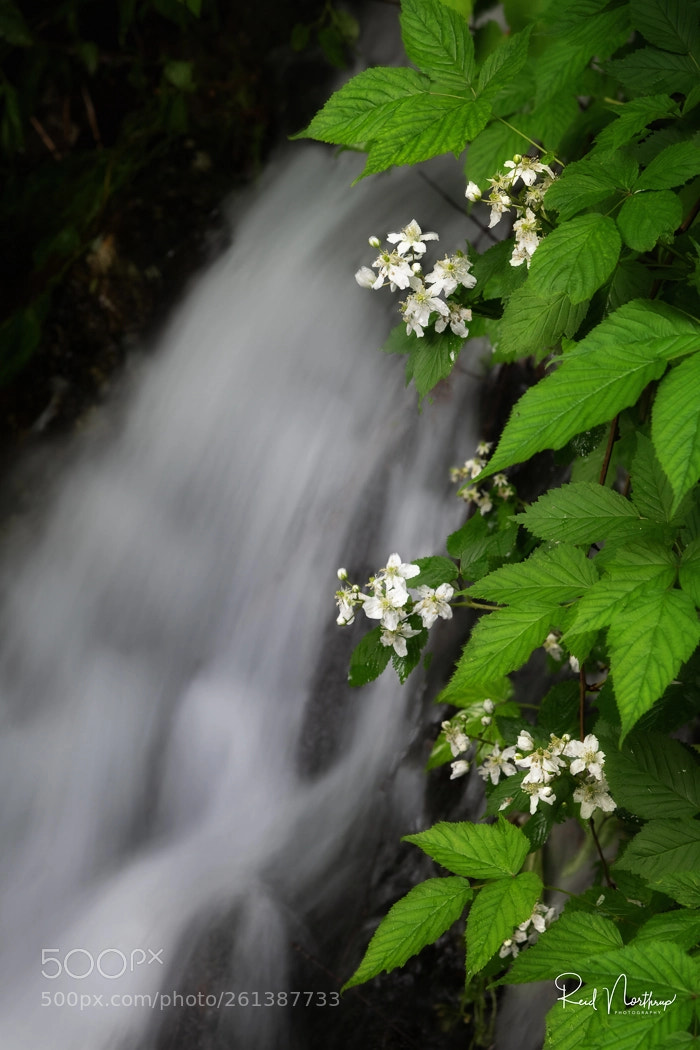 Nikon D850 sample photo. Flowers and flow photography