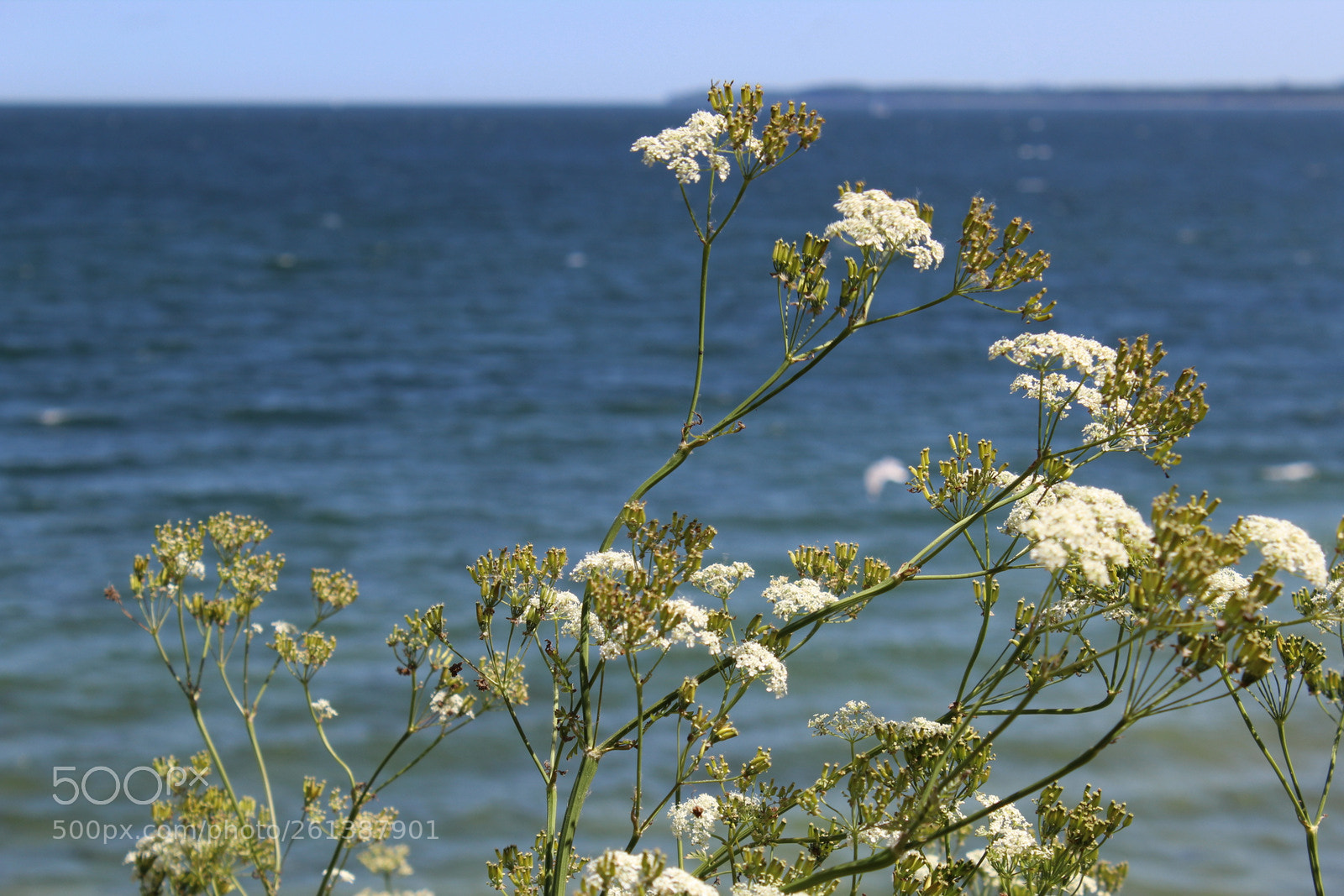 Canon EOS 1200D (EOS Rebel T5 / EOS Kiss X70 / EOS Hi) sample photo. Flower sea photography