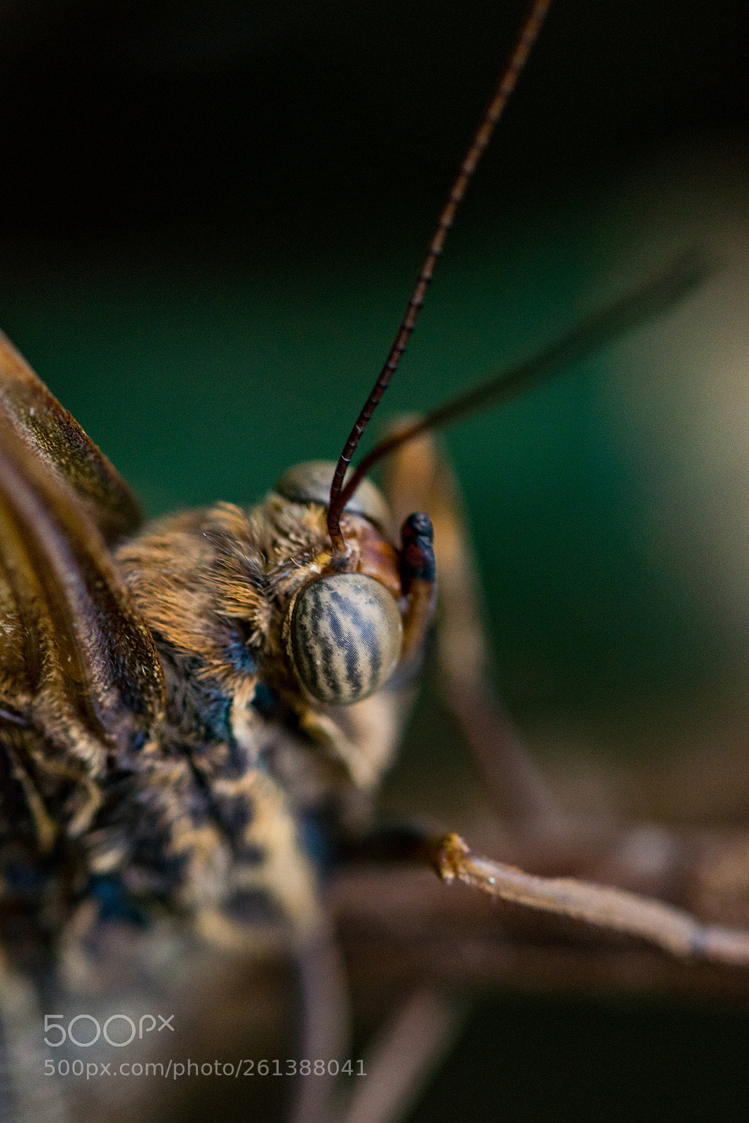 Sony a6300 sample photo. I see you photography