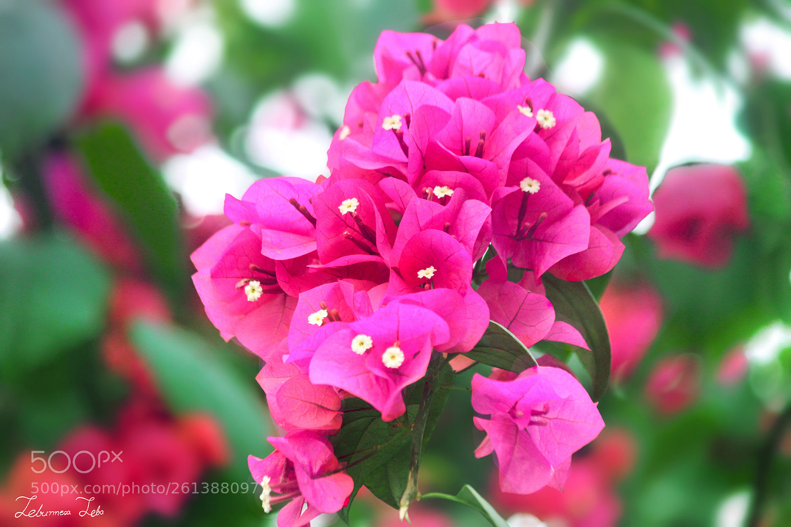 Canon EOS 500D (EOS Rebel T1i / EOS Kiss X3) sample photo. Pink beauty photography