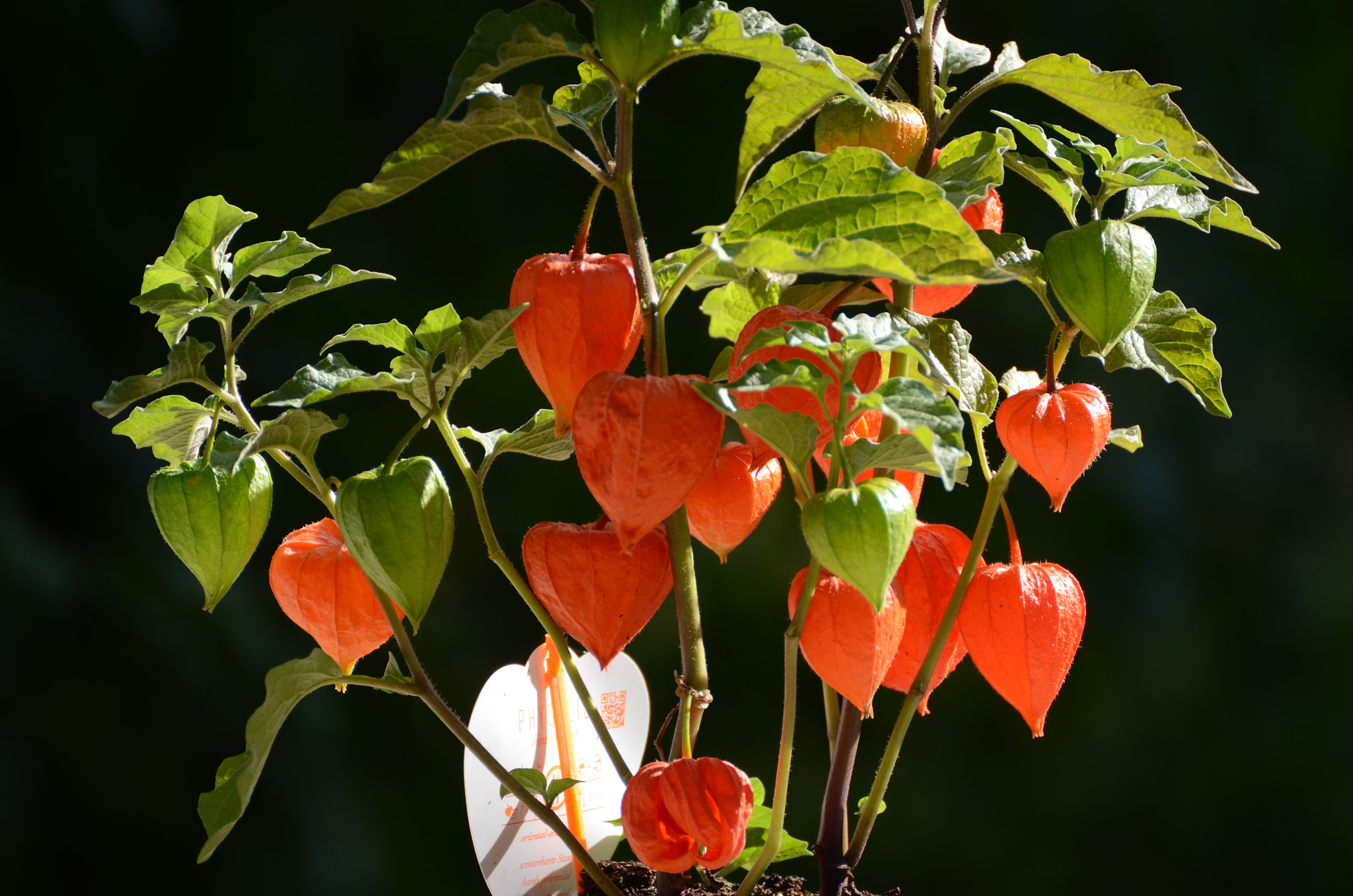Nikon D7000 sample photo. Physalis alkekengi photography