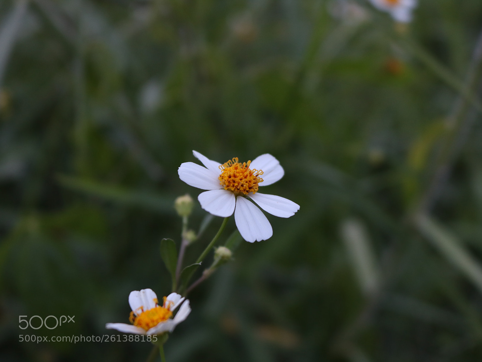 Canon EOS 750D (EOS Rebel T6i / EOS Kiss X8i) sample photo. Flowers photography