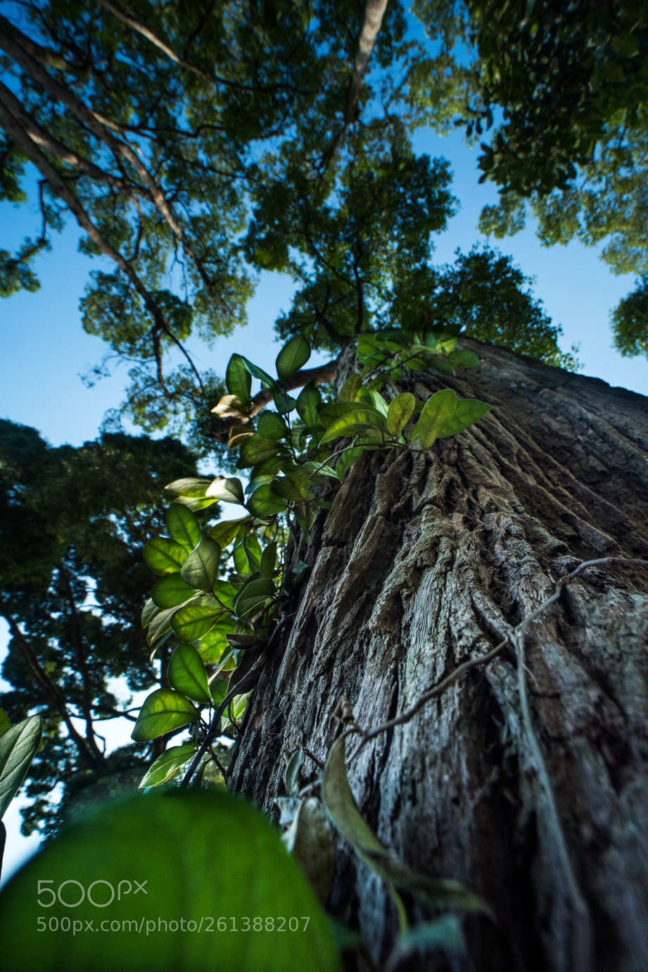 Nikon D810 sample photo. Tree photography