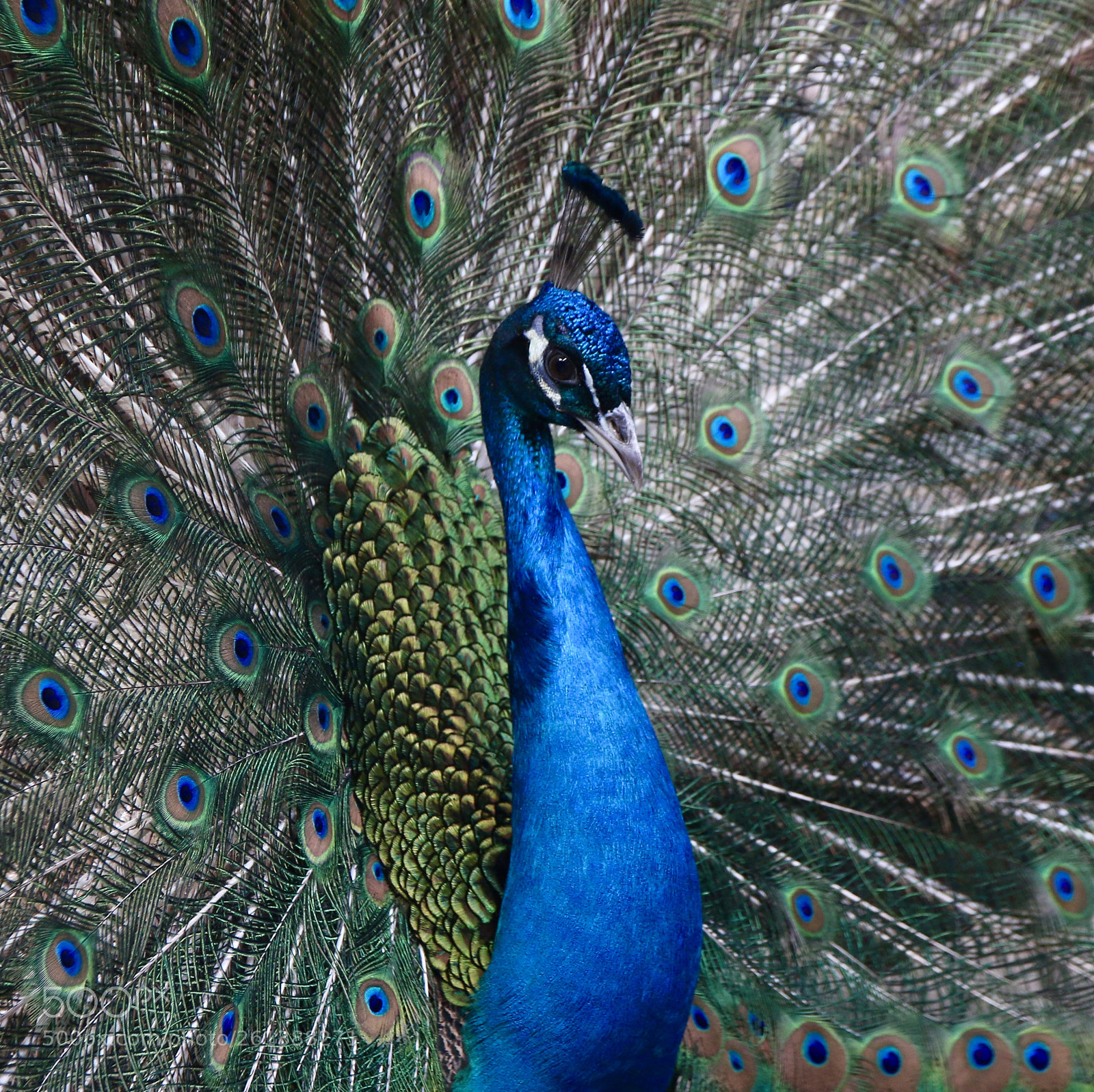 Canon EOS 70D sample photo. Peacock photography