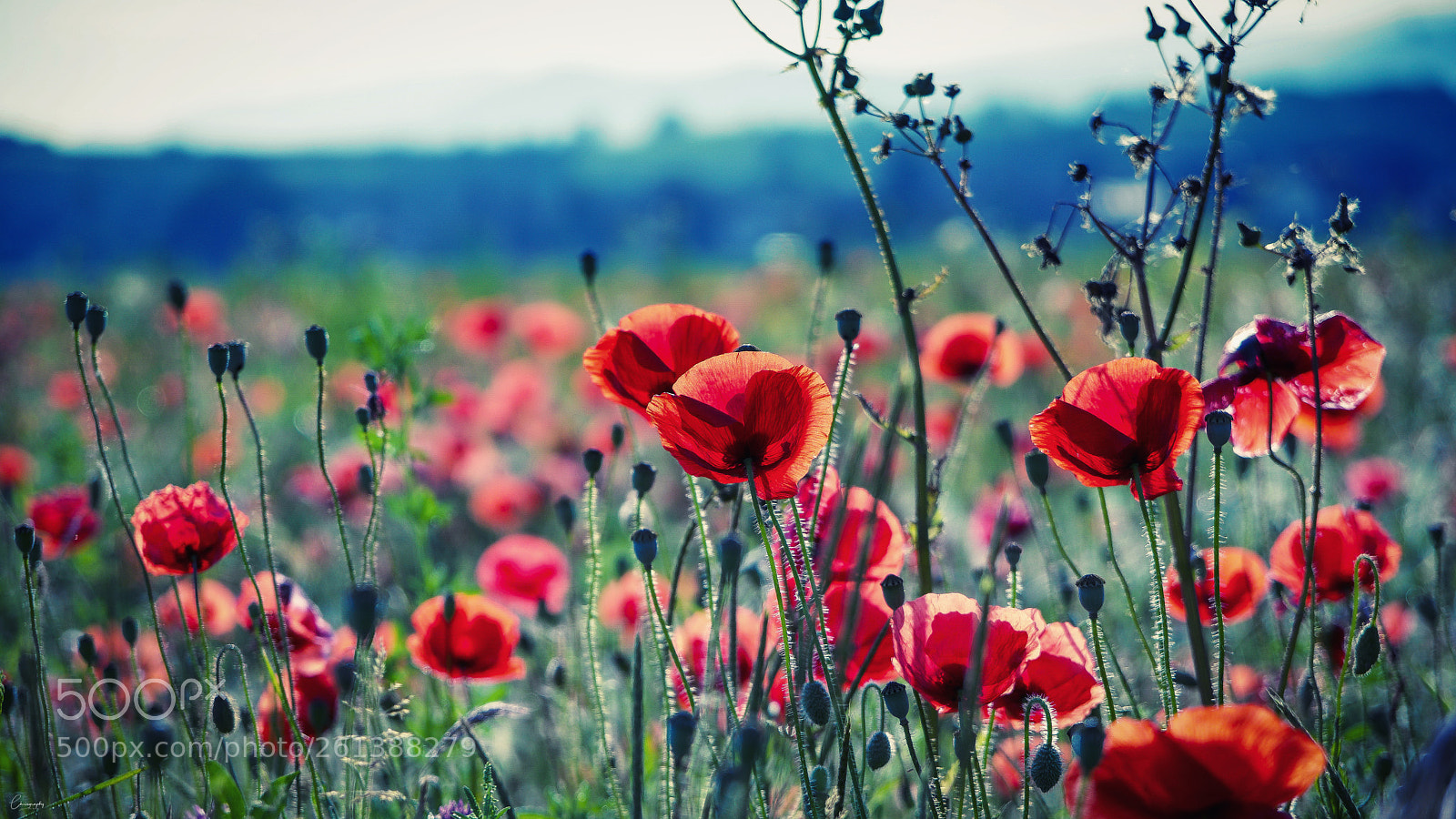 Sony a6500 sample photo. Poppies photography