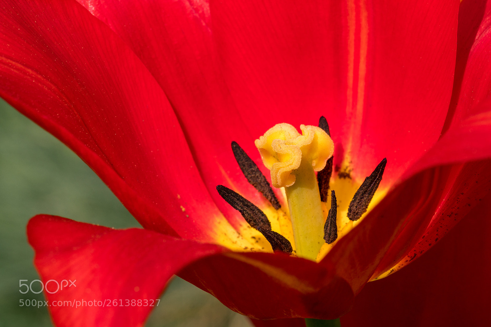 Sony a6300 sample photo. Details einer tulpe photography