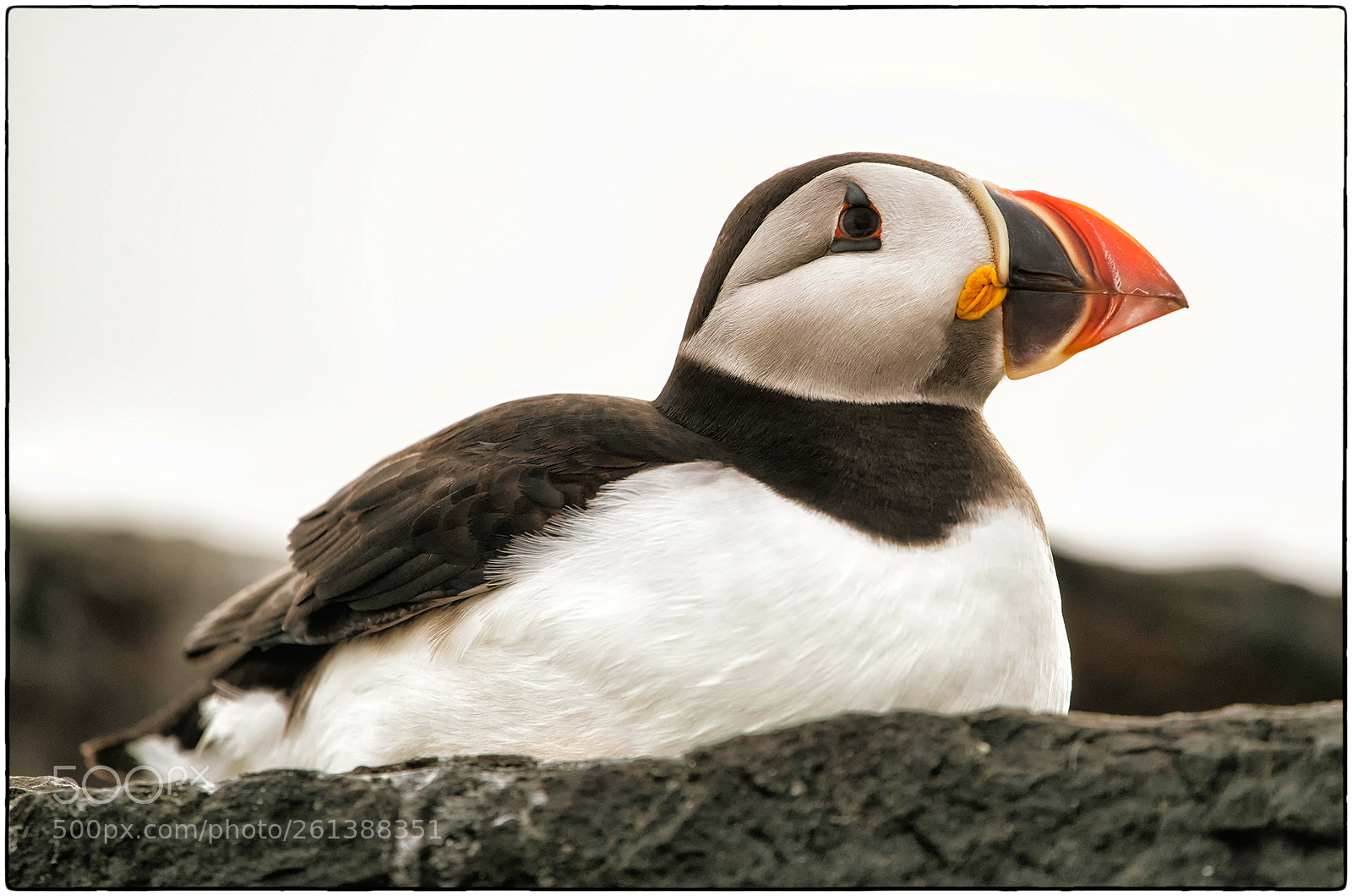Nikon D850 sample photo. Puffin photography