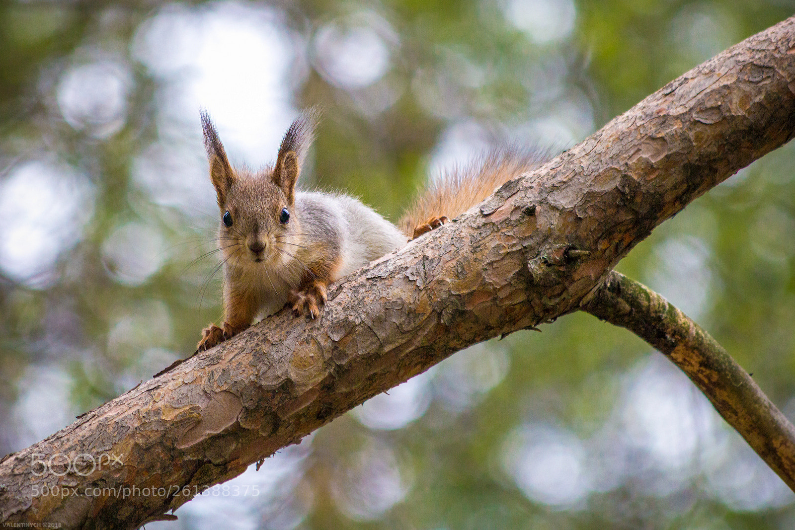 Canon EOS 60D sample photo. Squirrel photography