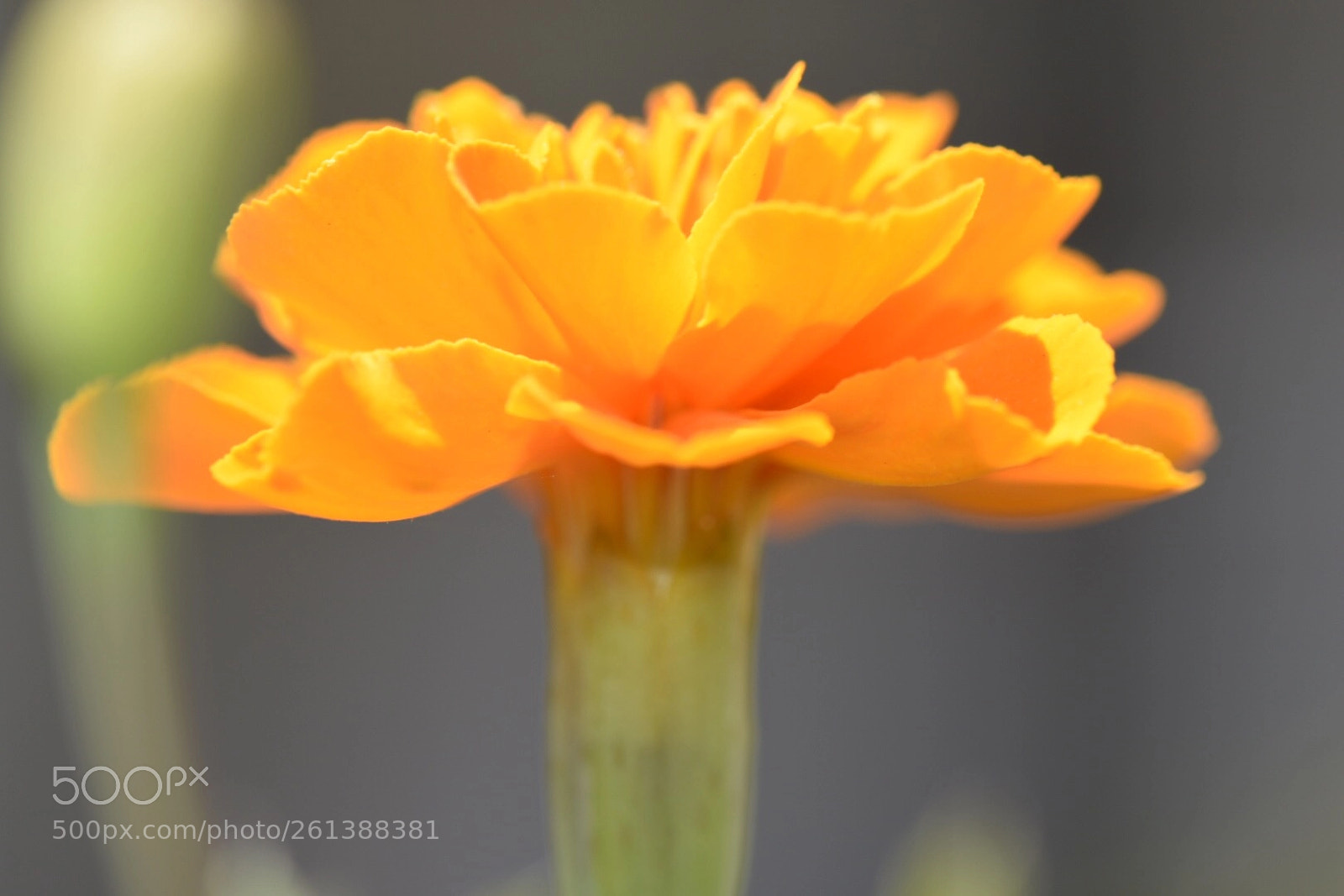 Nikon D3300 sample photo. Ccba fbb ac e photography