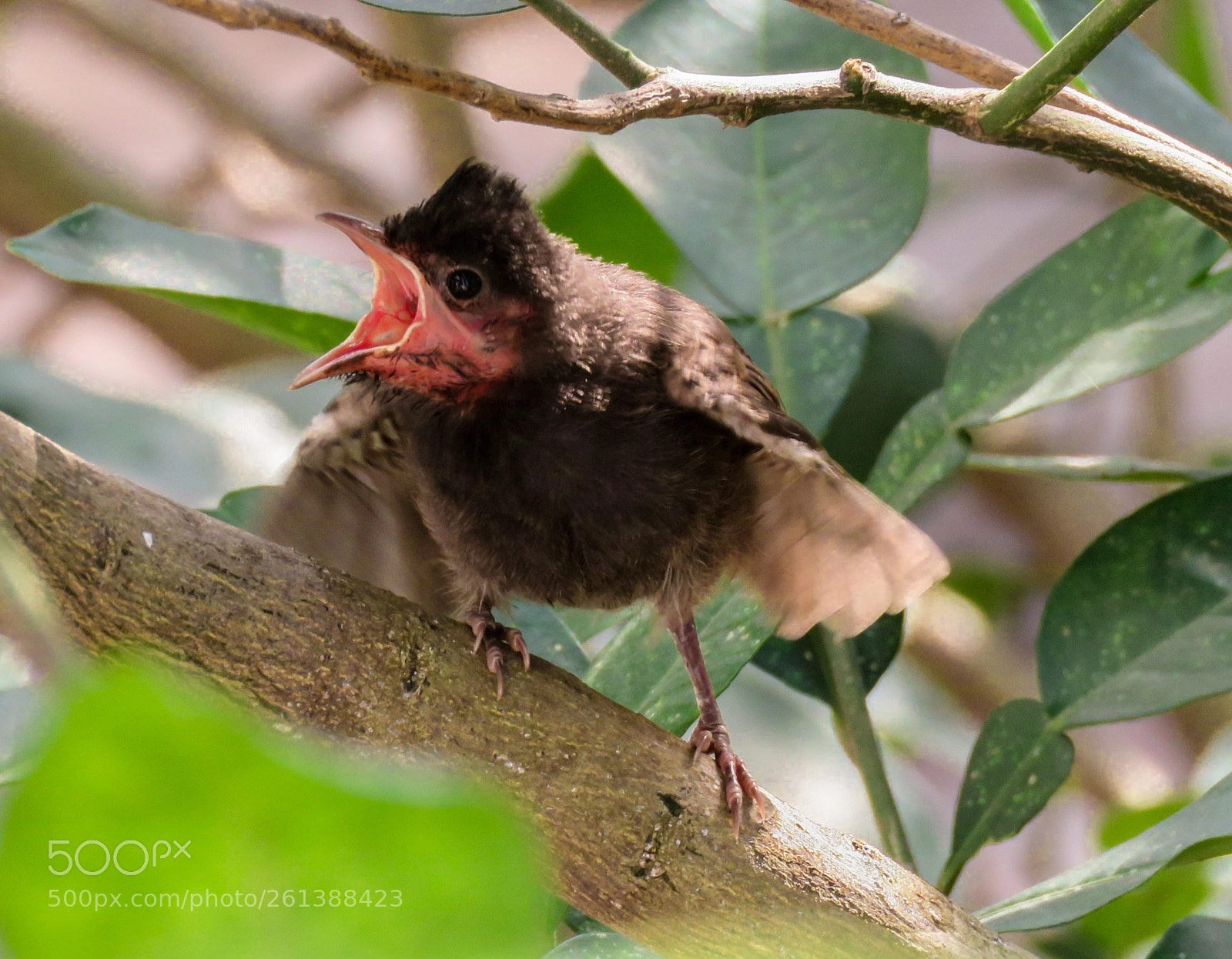 Canon PowerShot SX60 HS sample photo. Bulbul chick photography