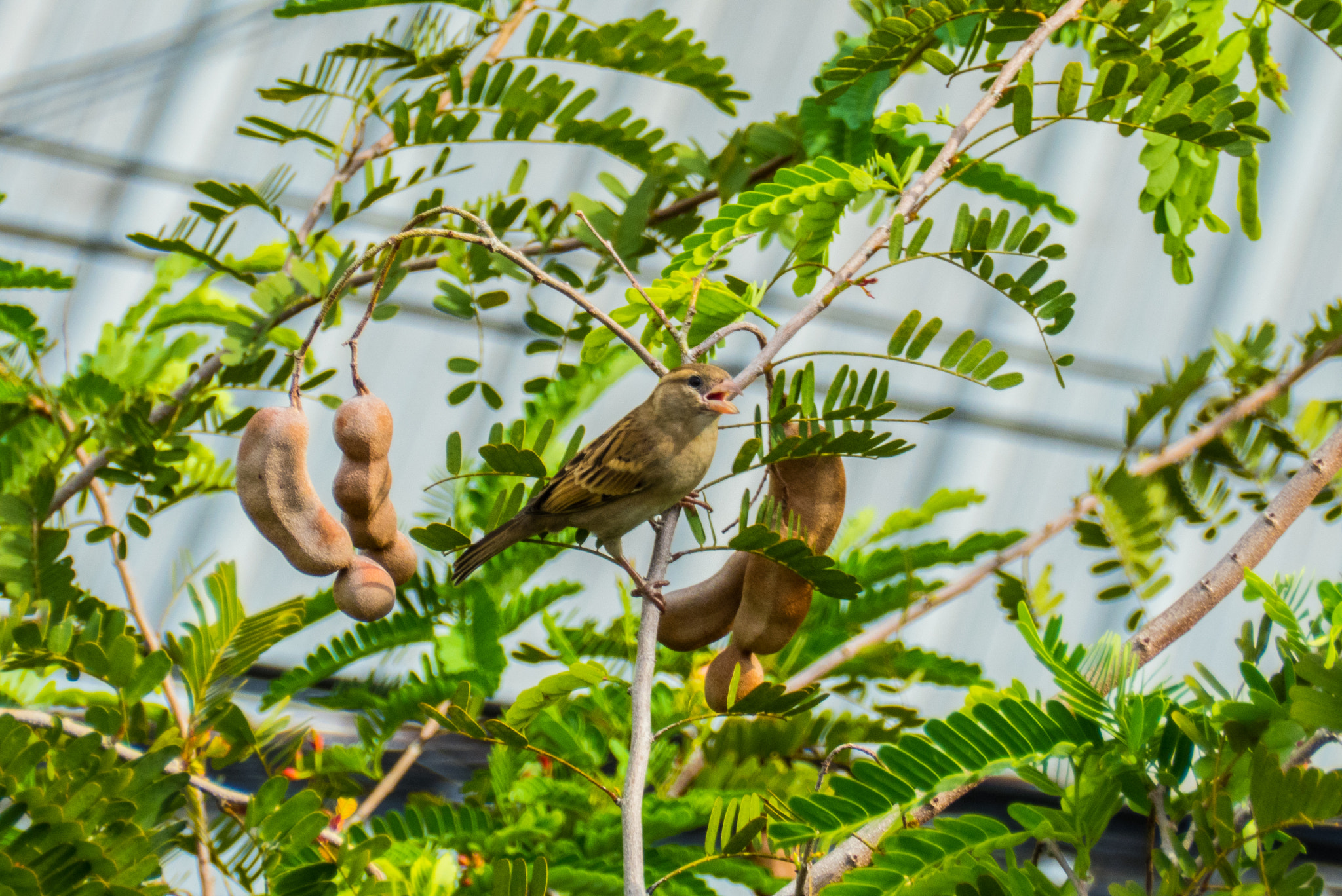 Panasonic Lumix DMC-ZS50 (Lumix DMC-TZ70) sample photo. The singing bird photography