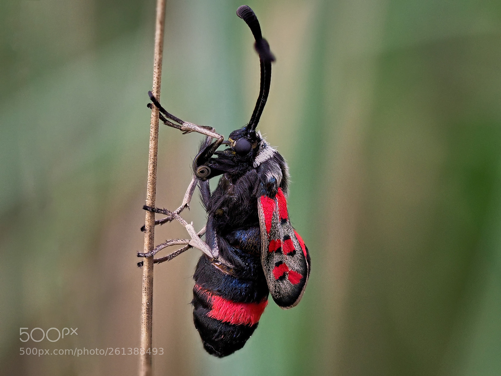 Olympus OM-D E-M1 Mark II sample photo. Black & red photography