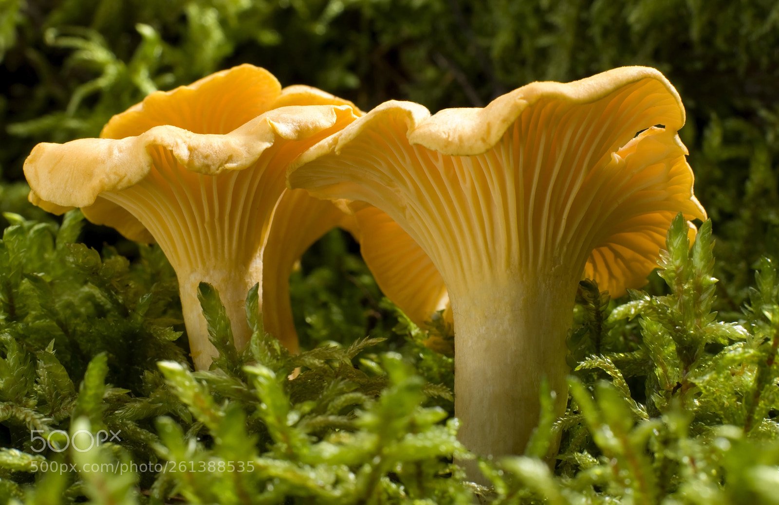 Nikon D80 sample photo. Cantharellus cibarius photography