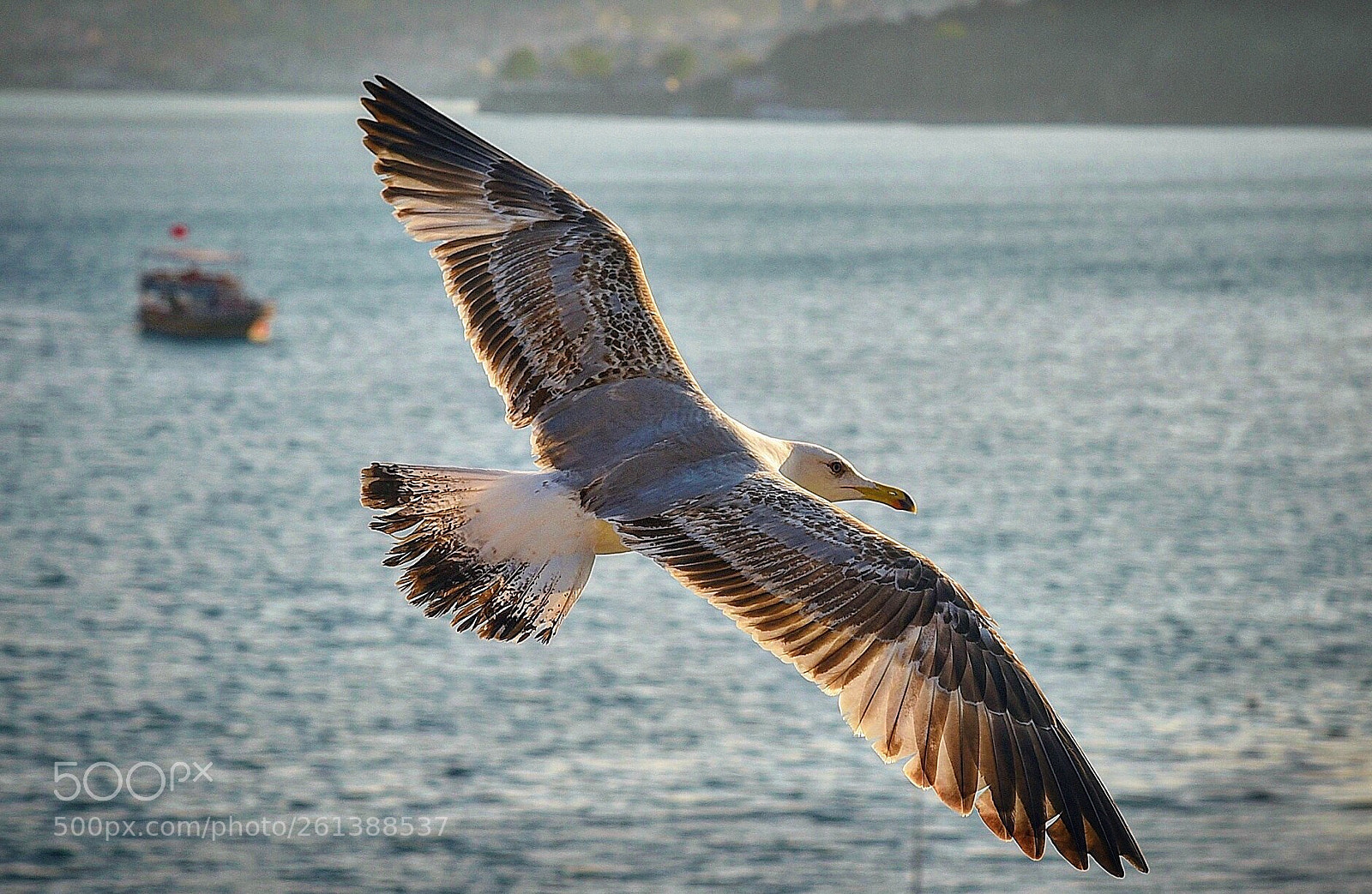 Nikon D750 sample photo. UÇasin gelİr photography