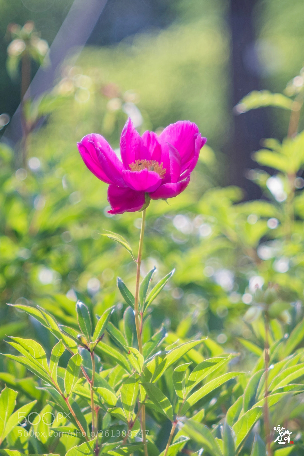 Fujifilm X-T2 sample photo. Peony photography