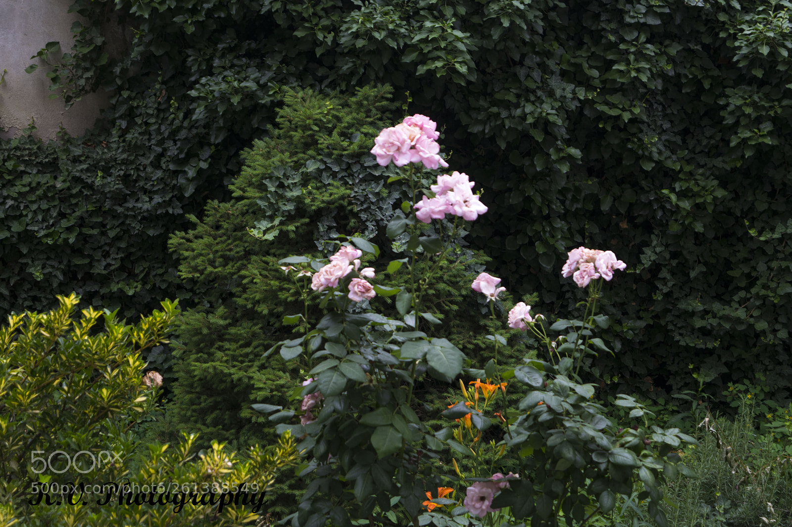 Nikon D3300 sample photo. Roses photography