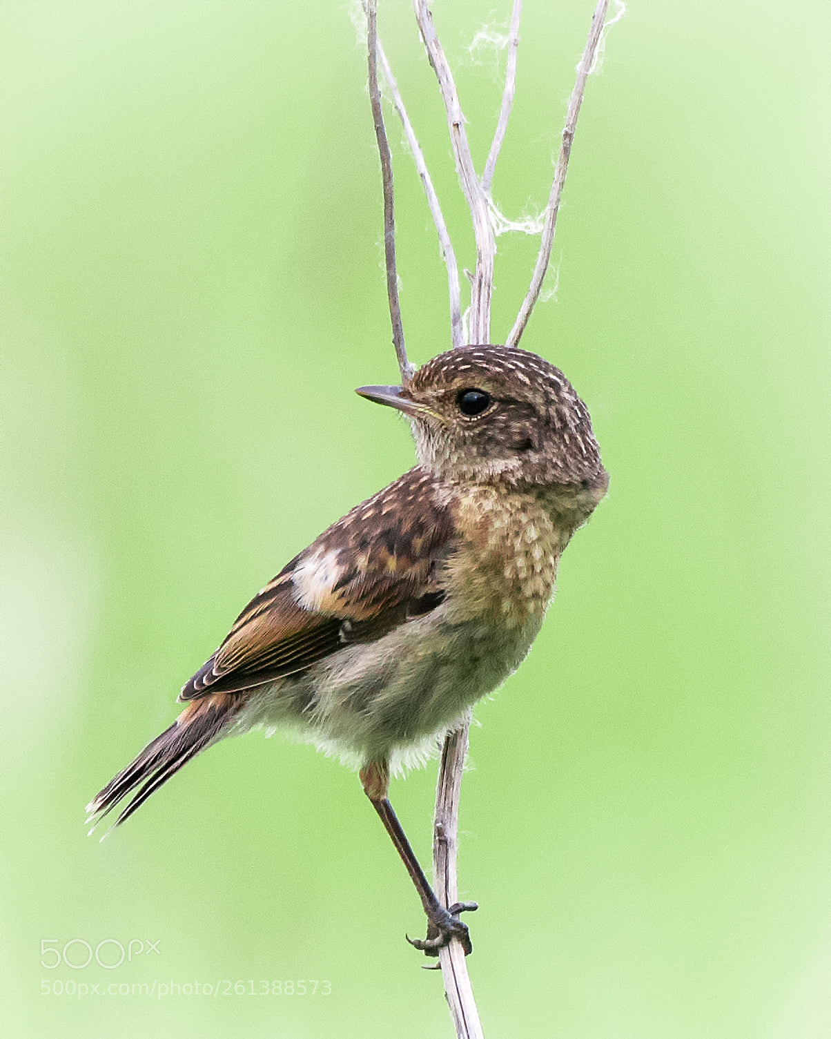 Nikon D500 sample photo. Young stonechat ii photography