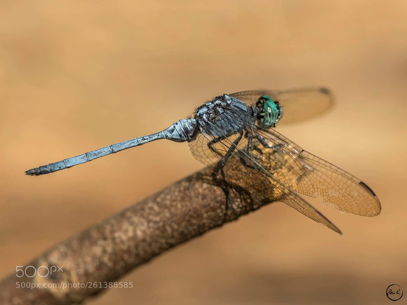 Canon EOS 80D sample photo. Libellule photography
