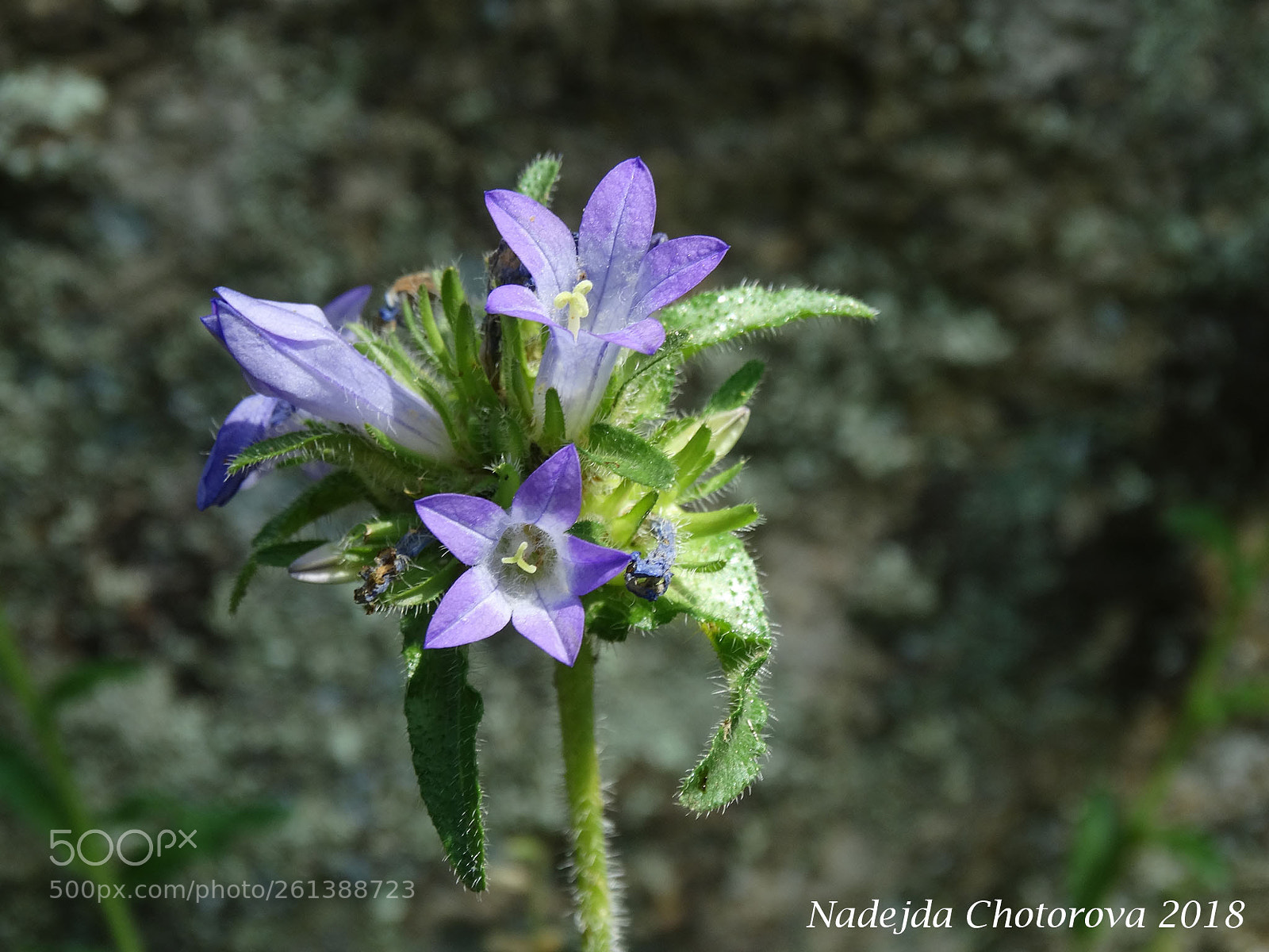 Sony Cyber-shot DSC-HX300 sample photo. Balkan flowers photography
