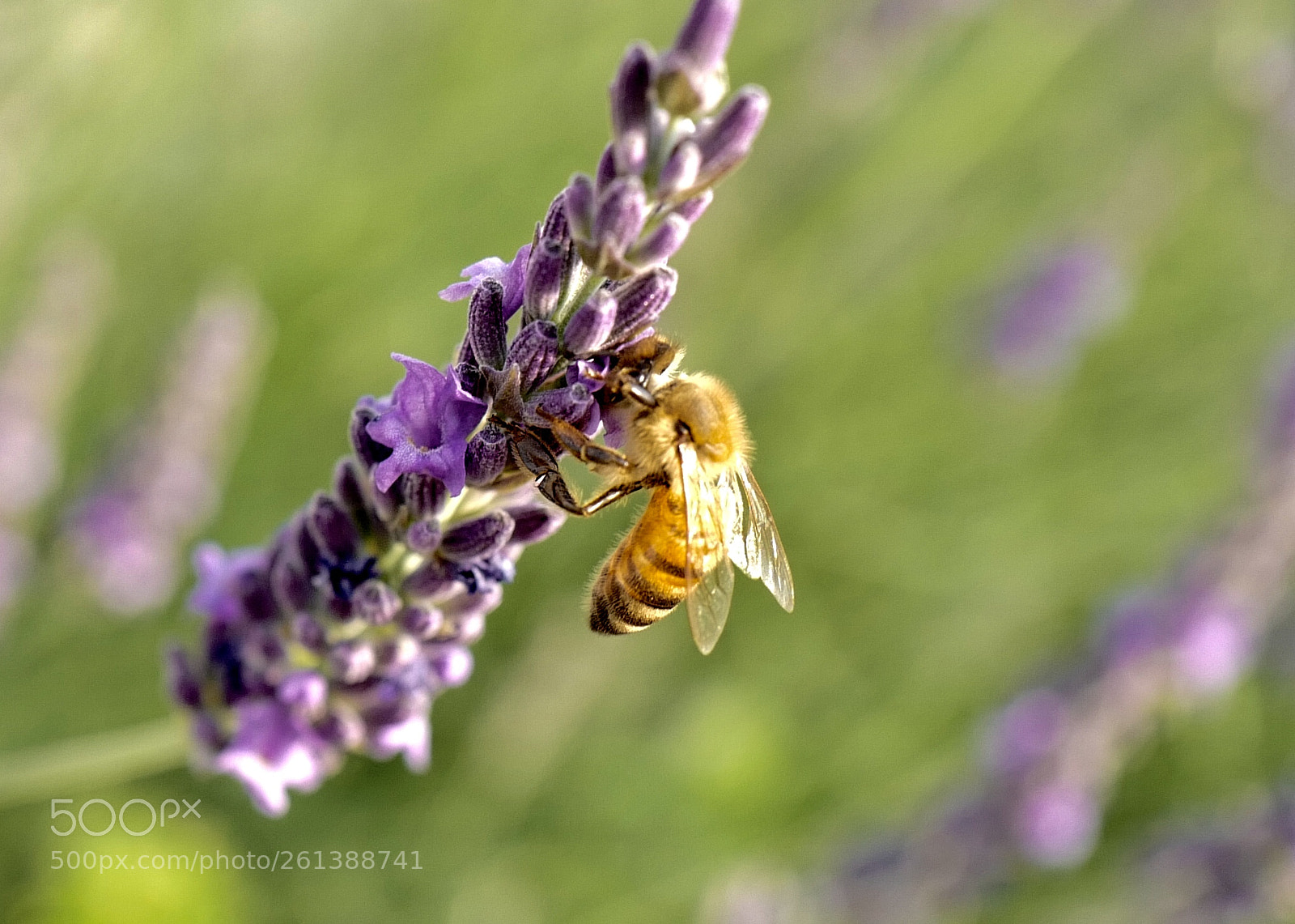 Leica Q (Typ 116) sample photo. Bee photography
