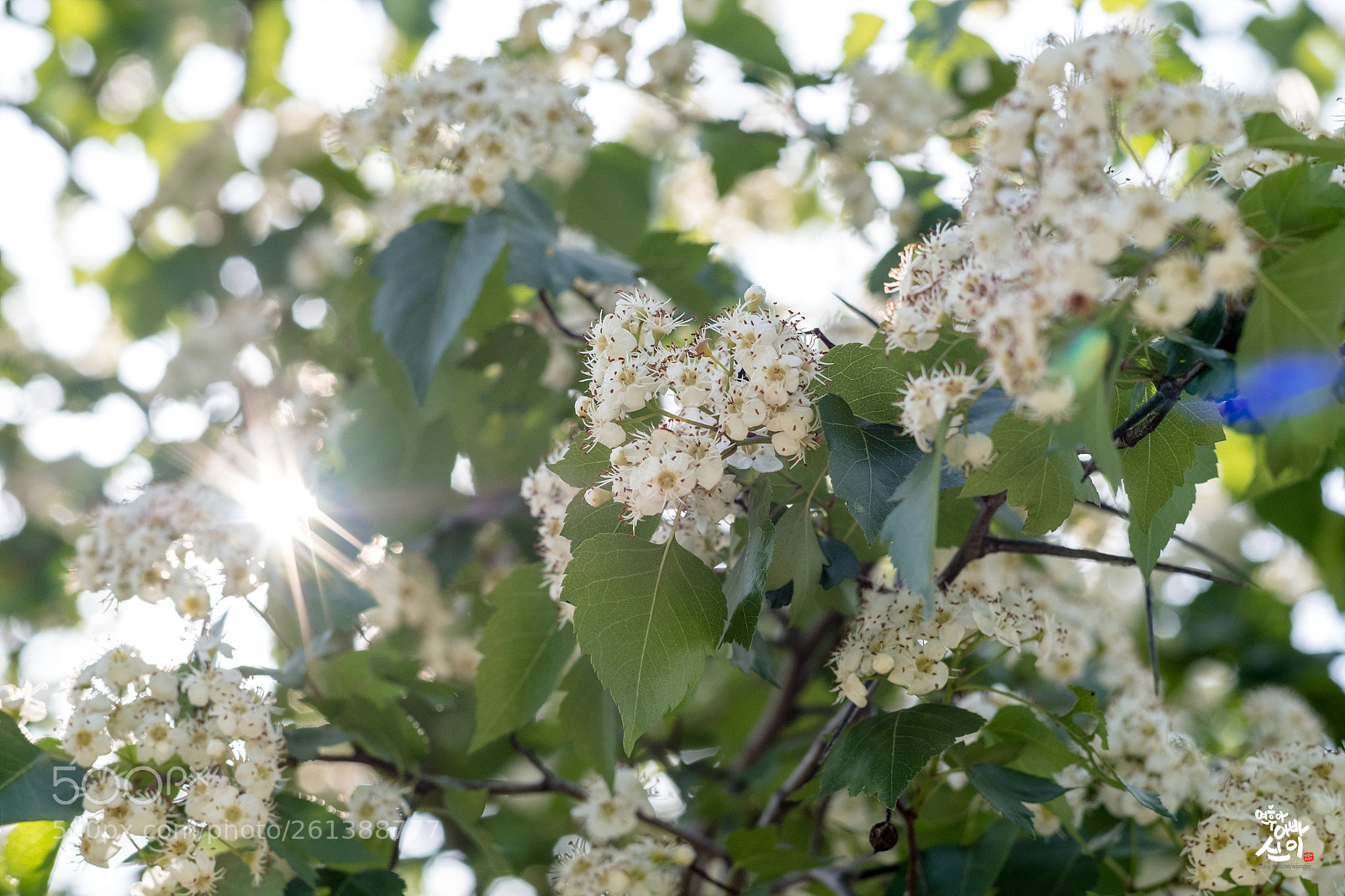 Fujifilm X-T2 sample photo. In the light photography