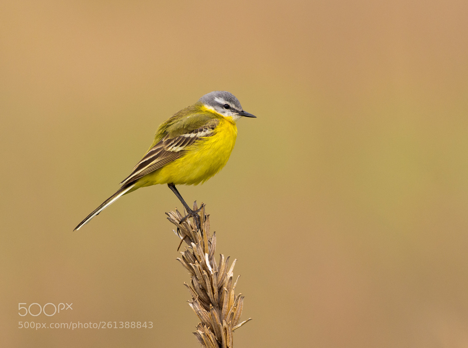 Nikon D7200 sample photo. Western yellow wagtail photography