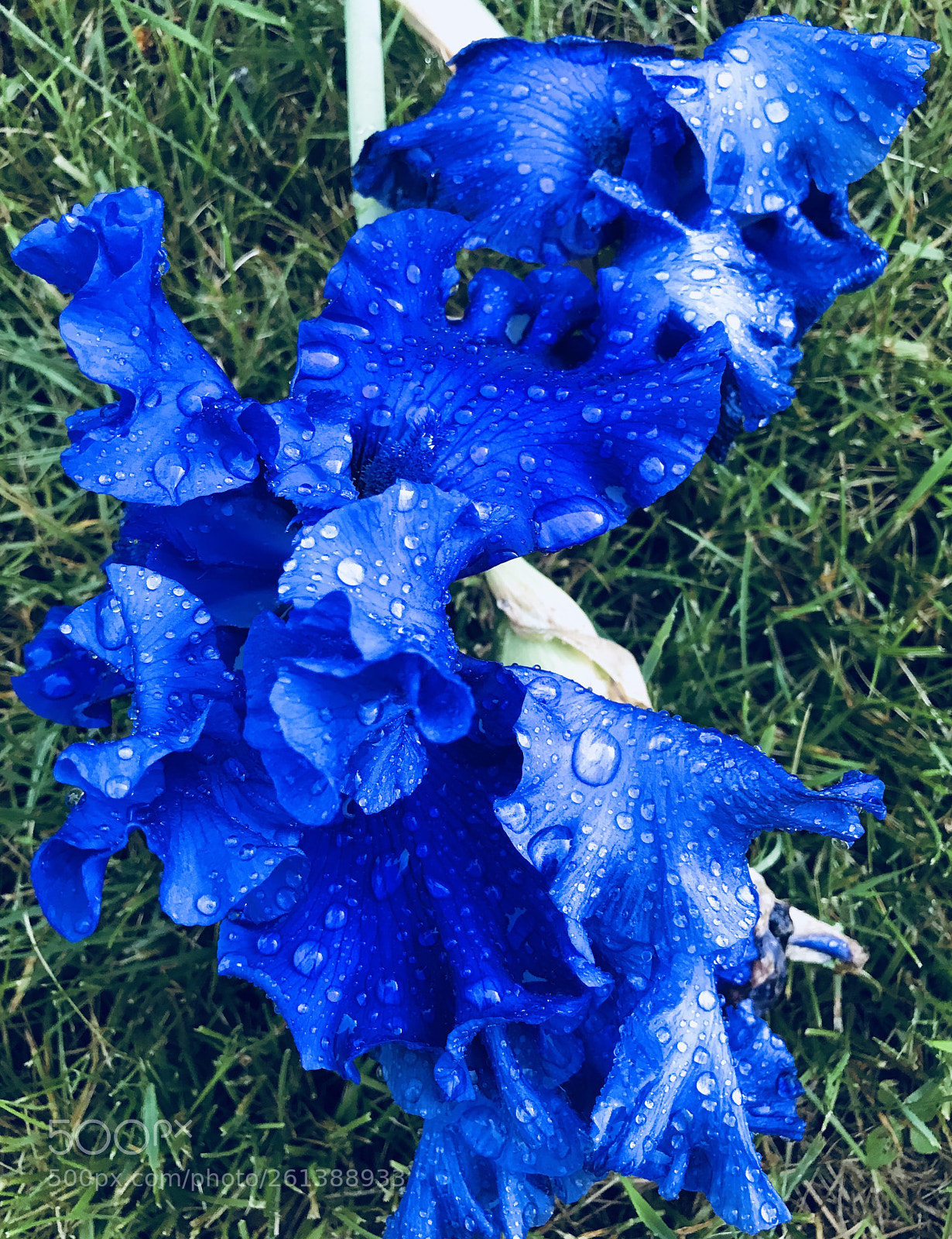 Apple iPhone 7 Plus sample photo. Dew on blue photography